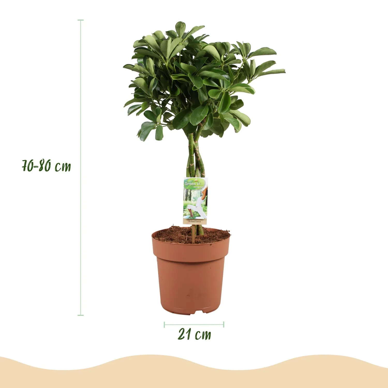 Plant and Stories Nora schefflera plante d'intérieur 70 cm lustré