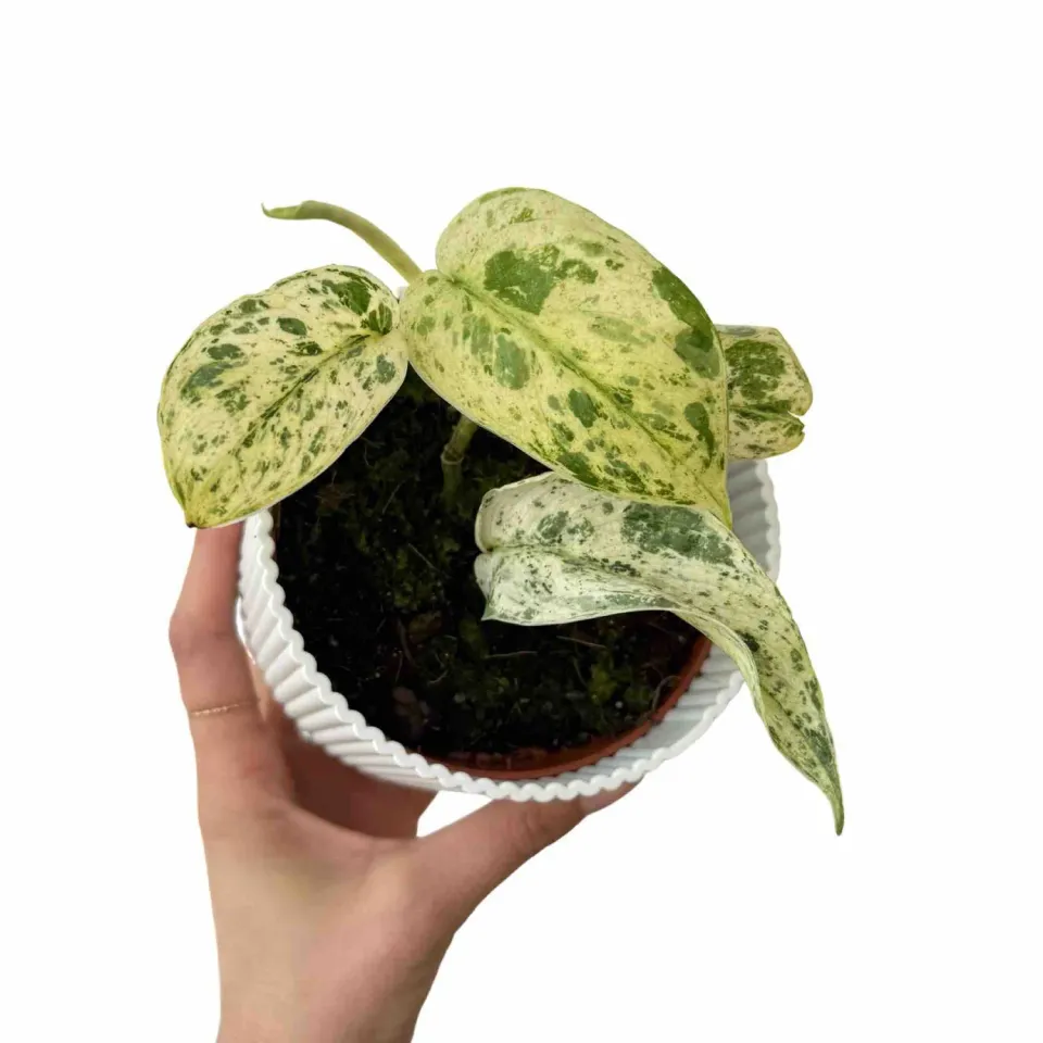 Plant and Stories Scindapsus Jade Satin Marble plante 10,5 cm