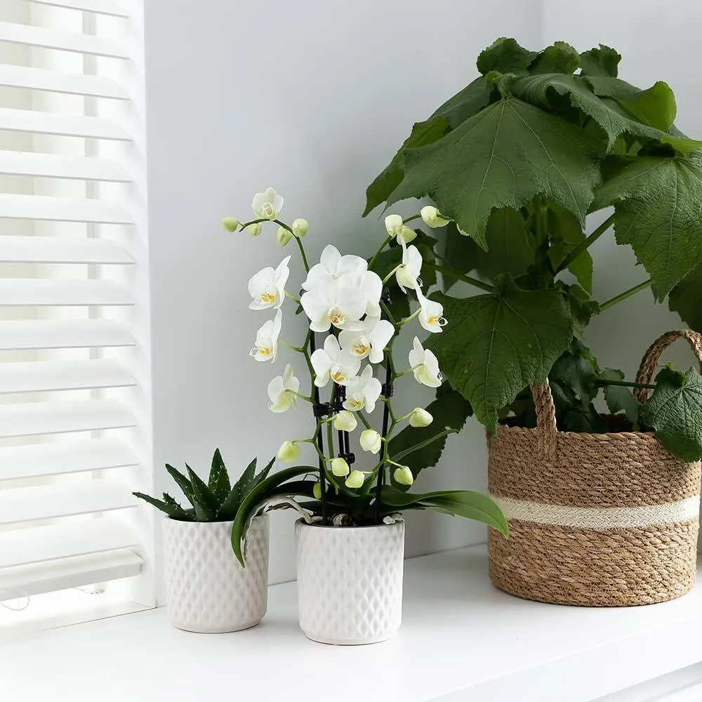 Plant and Stories Phalaenopsis Niagara Falls orchidée blanche 9 cm