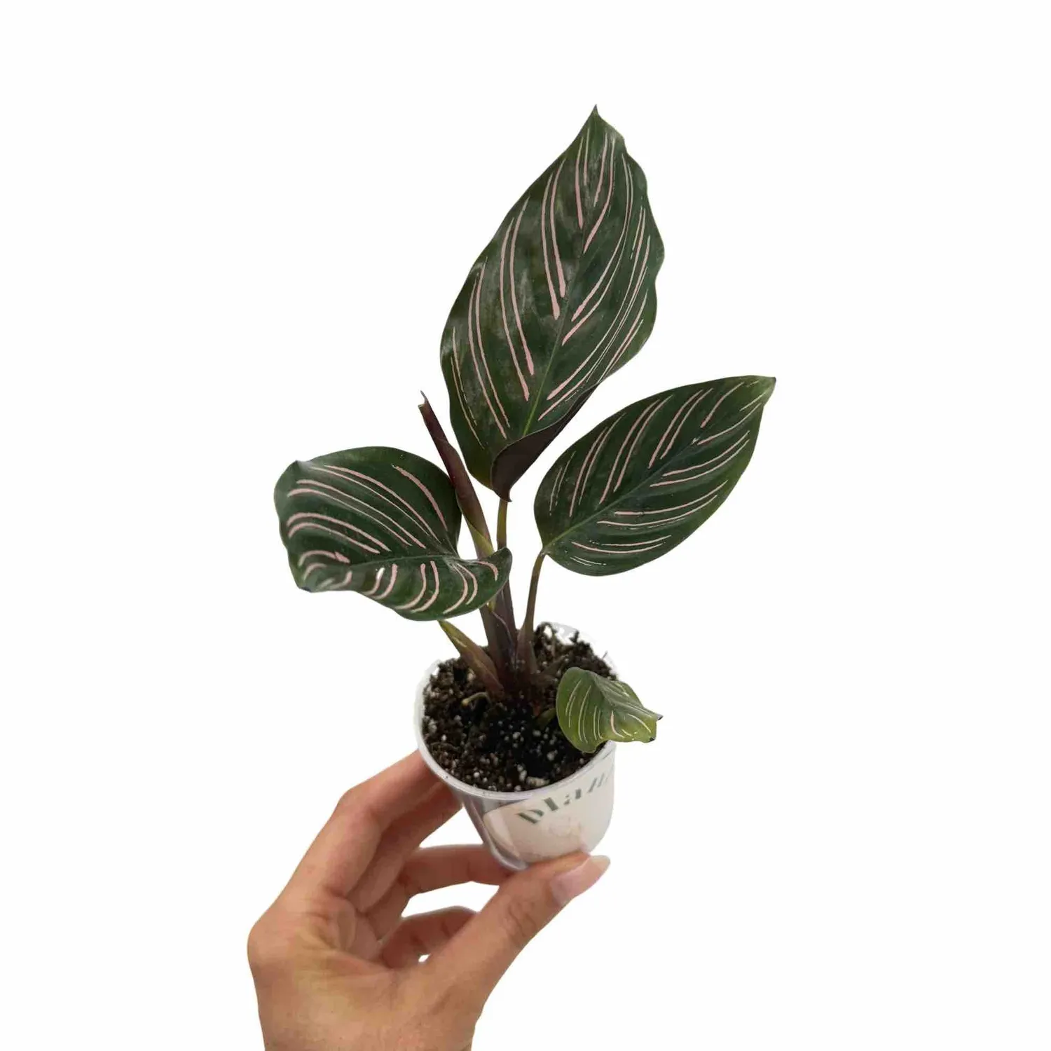 Plant and Stories Ornata Calathea plante pot 6 cm rayures roses