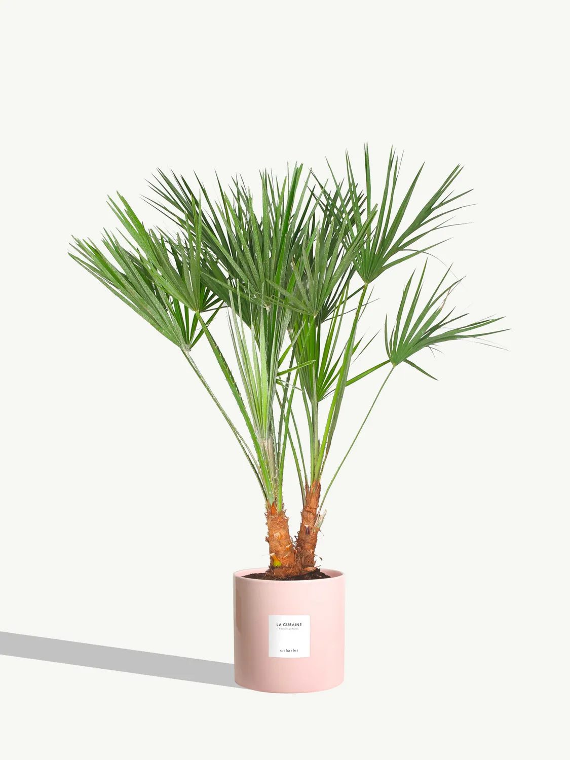 By Charlot La Cubaine palmier Chamaerops 80 cm