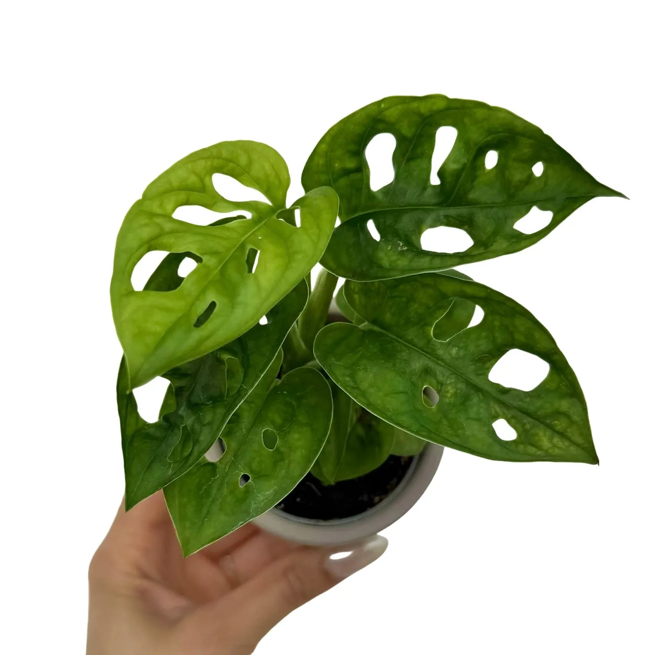 Plant and Stories Monstera Adansonii plante pot 6 cm ajourée