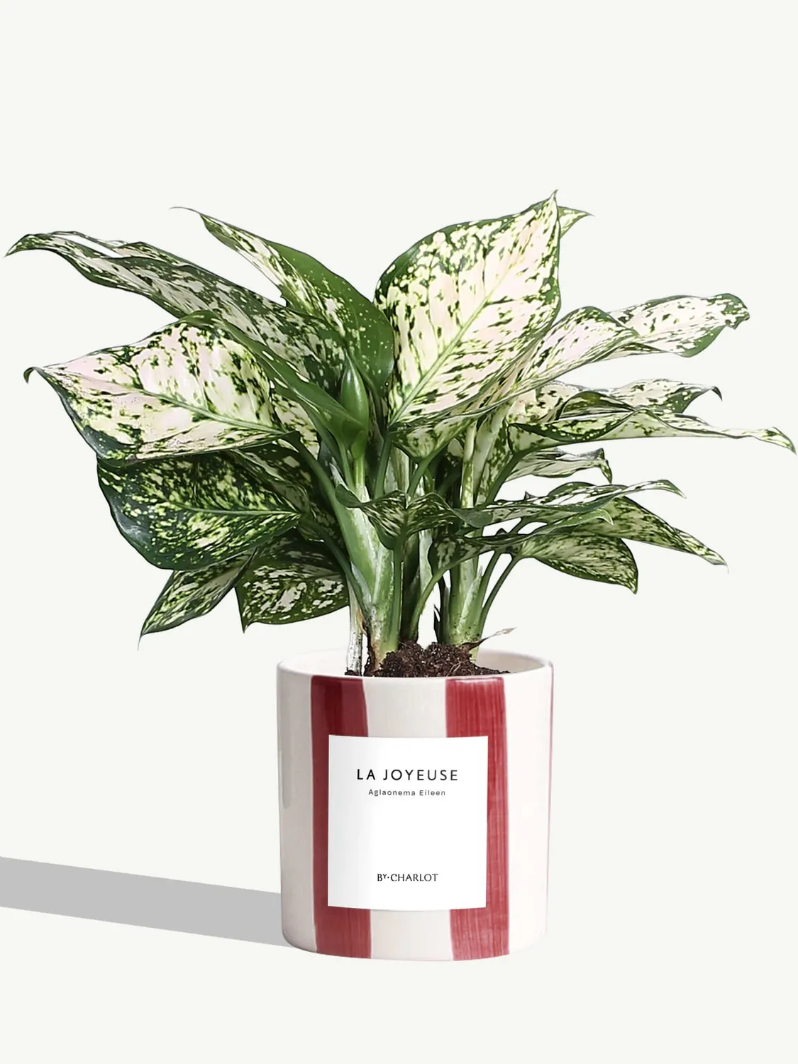 By Charlot plante La Joyeuse plante verte