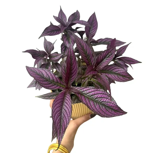 Plant and Stories Strobilanthes Dyerianus Bouclier Persan plante pot 12cm