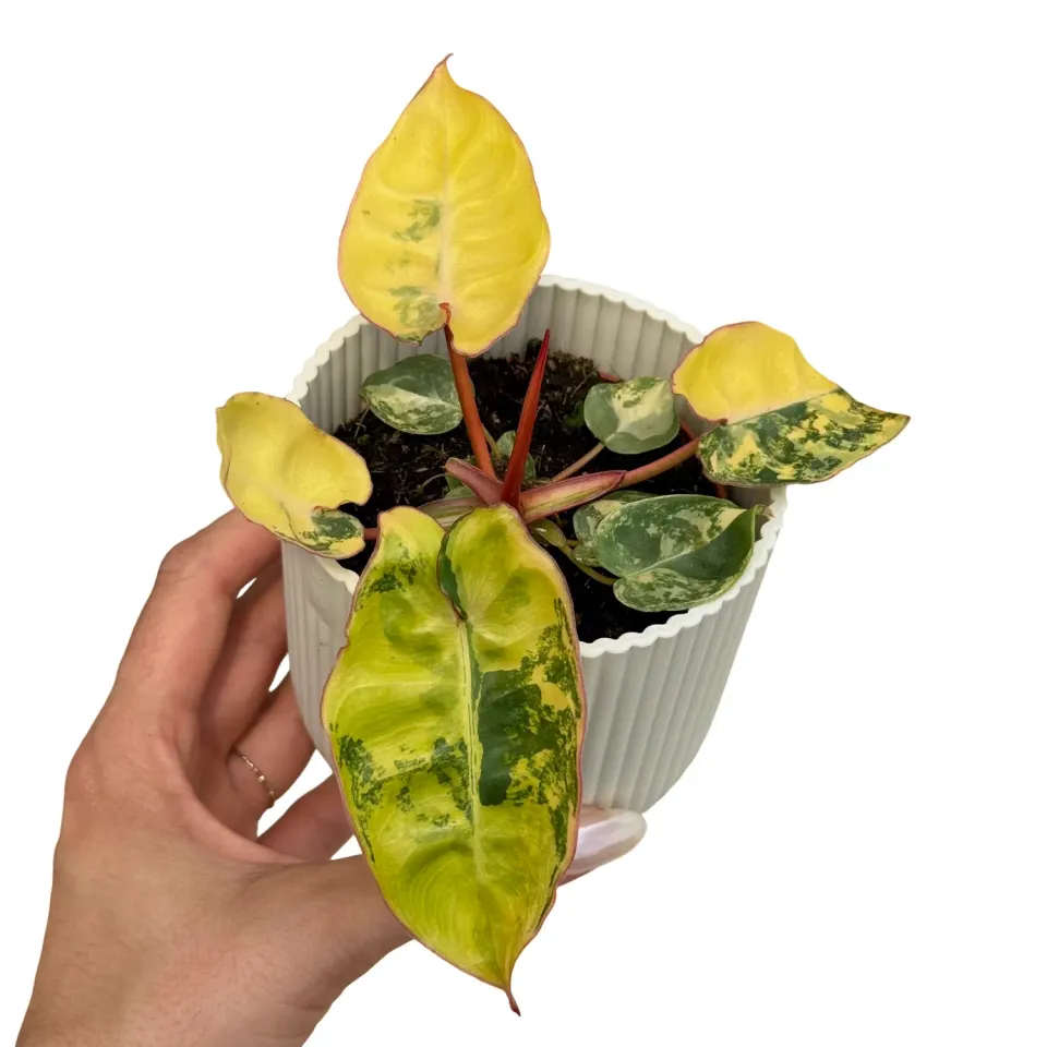 Plant and Stories Philodendron Billietiae Variegata plante pot 8cm panachée