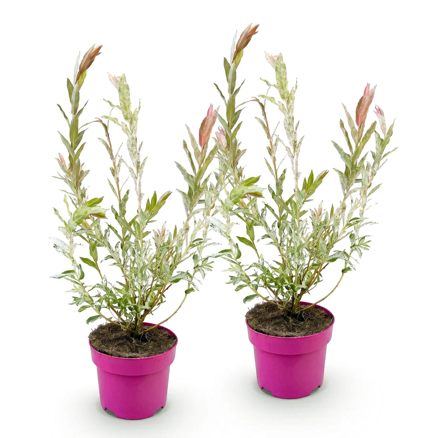 Plant and Stories Saule crevette Flamingo arbuste pot 17 cm panaché