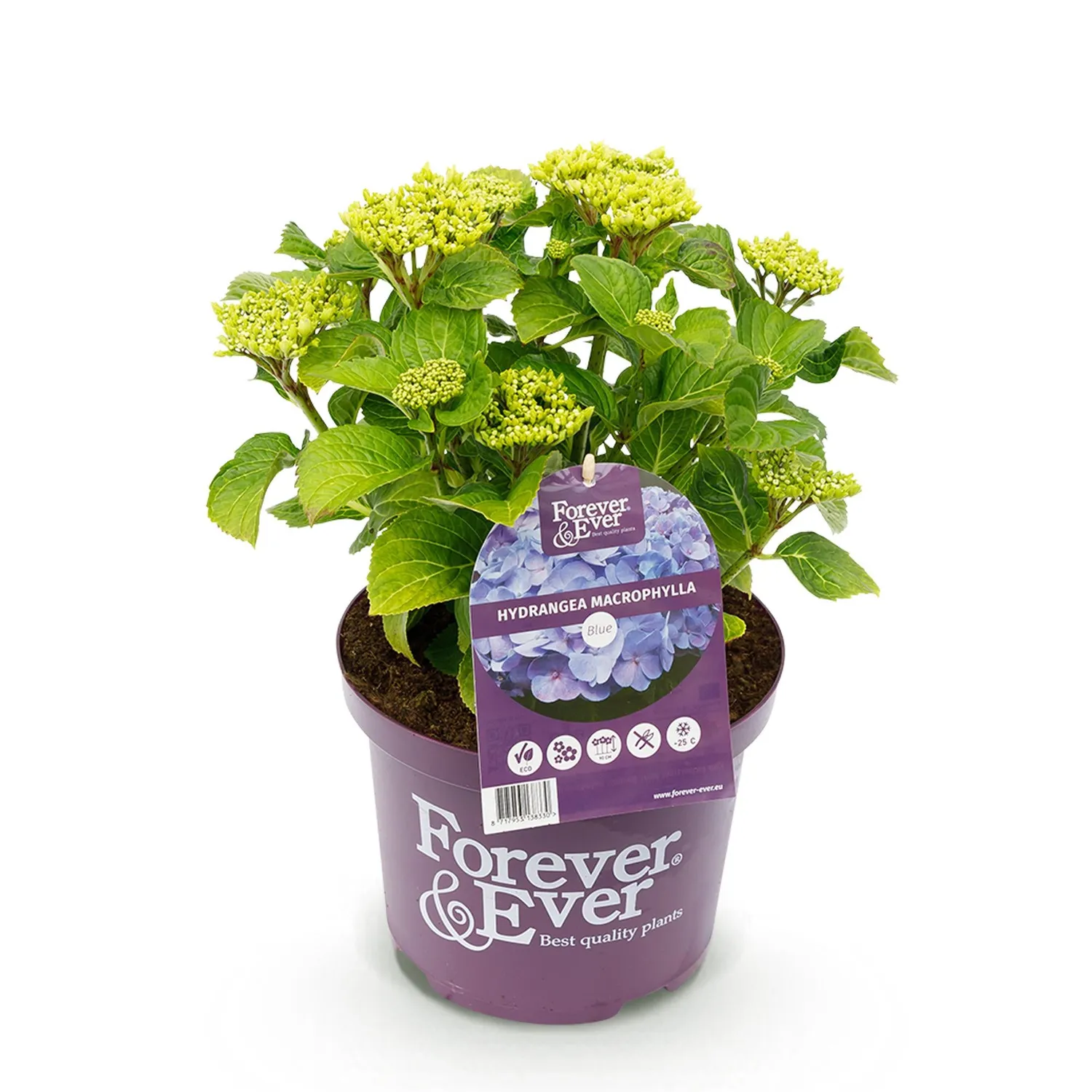 Plant and Stories Forever Ever hortensia bleu 23 cm 1 plant