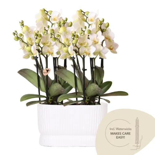 Plant and Stories Phalaenopsis Lausanne orchidée blanche 2 pots 9 cm