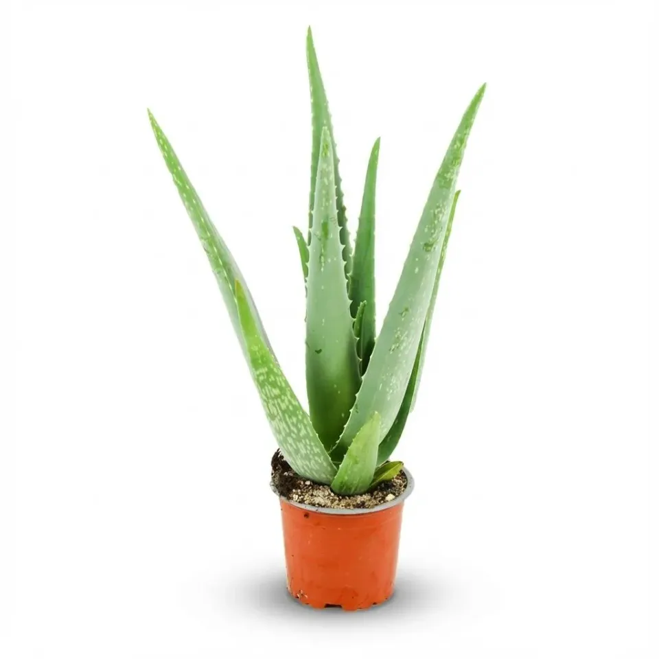 Plant and Stories Aloe Vera plante succulente pot 10 cm 35-40 cm