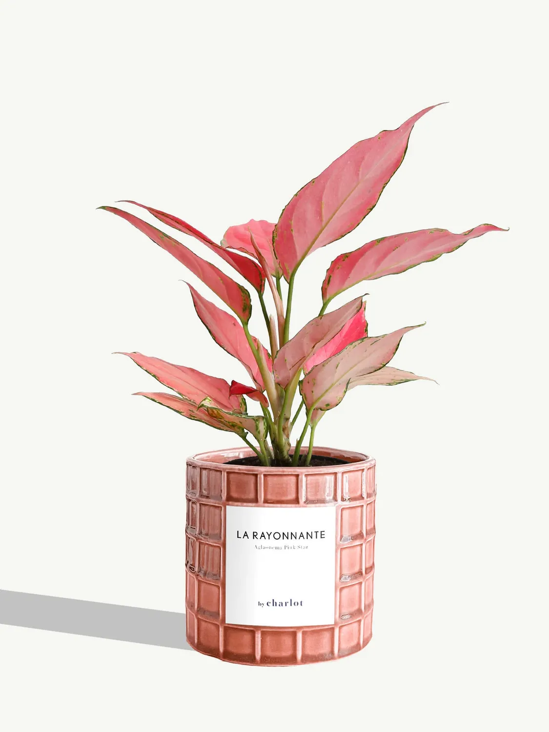 By Charlot La Rayonnante plante pot S aglaonema rose