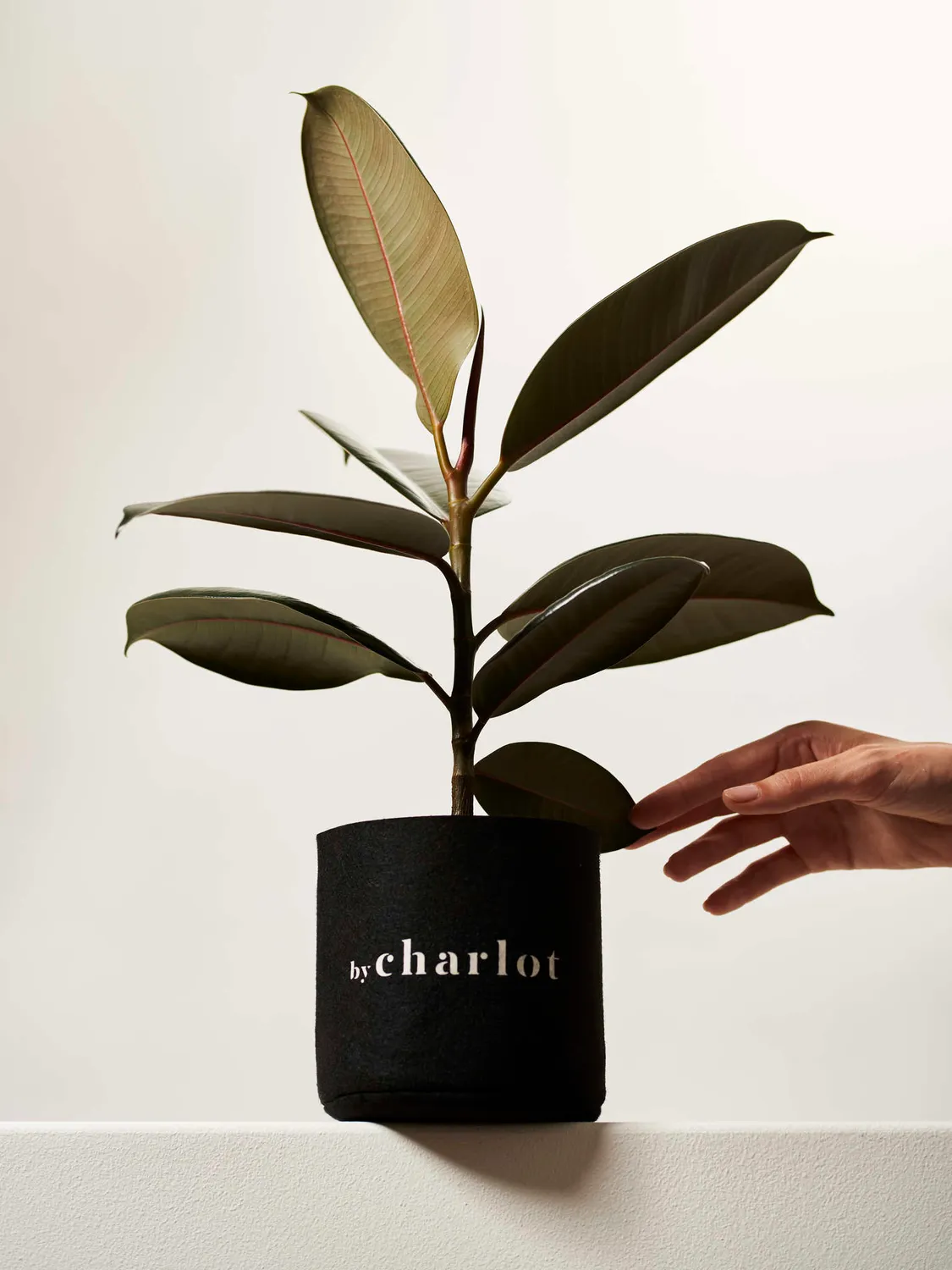 By Charlot L'Élégante plante Ficus Elastica 38 cm recharge