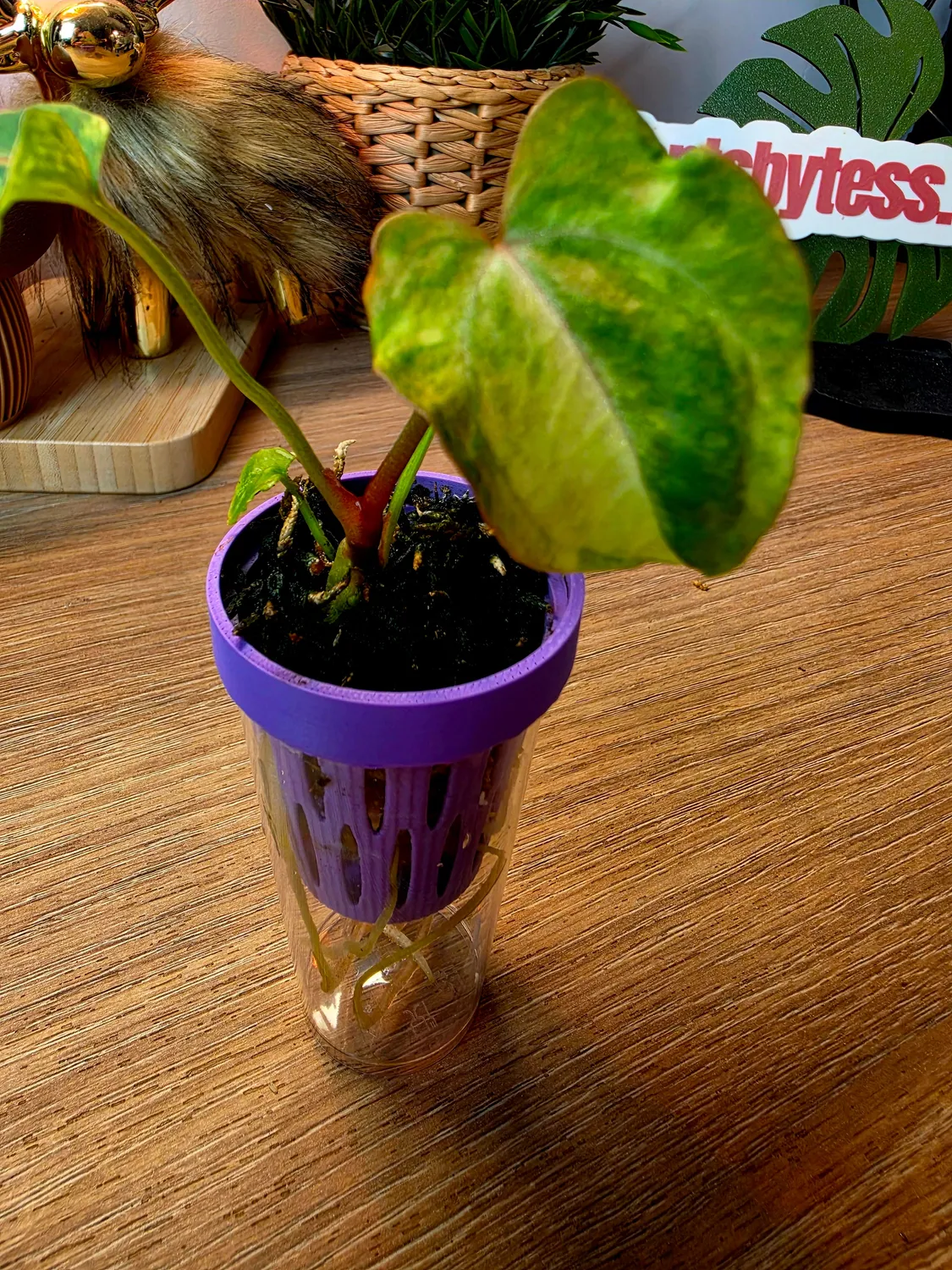 plant.ess Anthurium Portillae semis panaché pêche n7