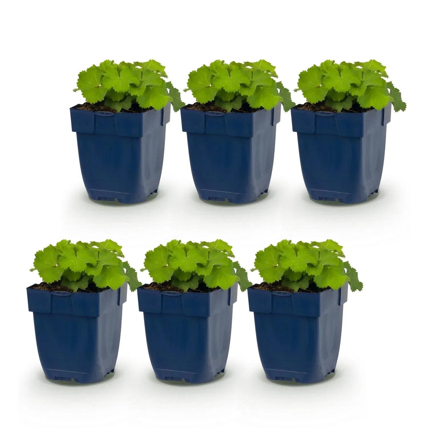 Plant and Stories alchémille Alchemilla mollis pot 11 cm vivace ombre
