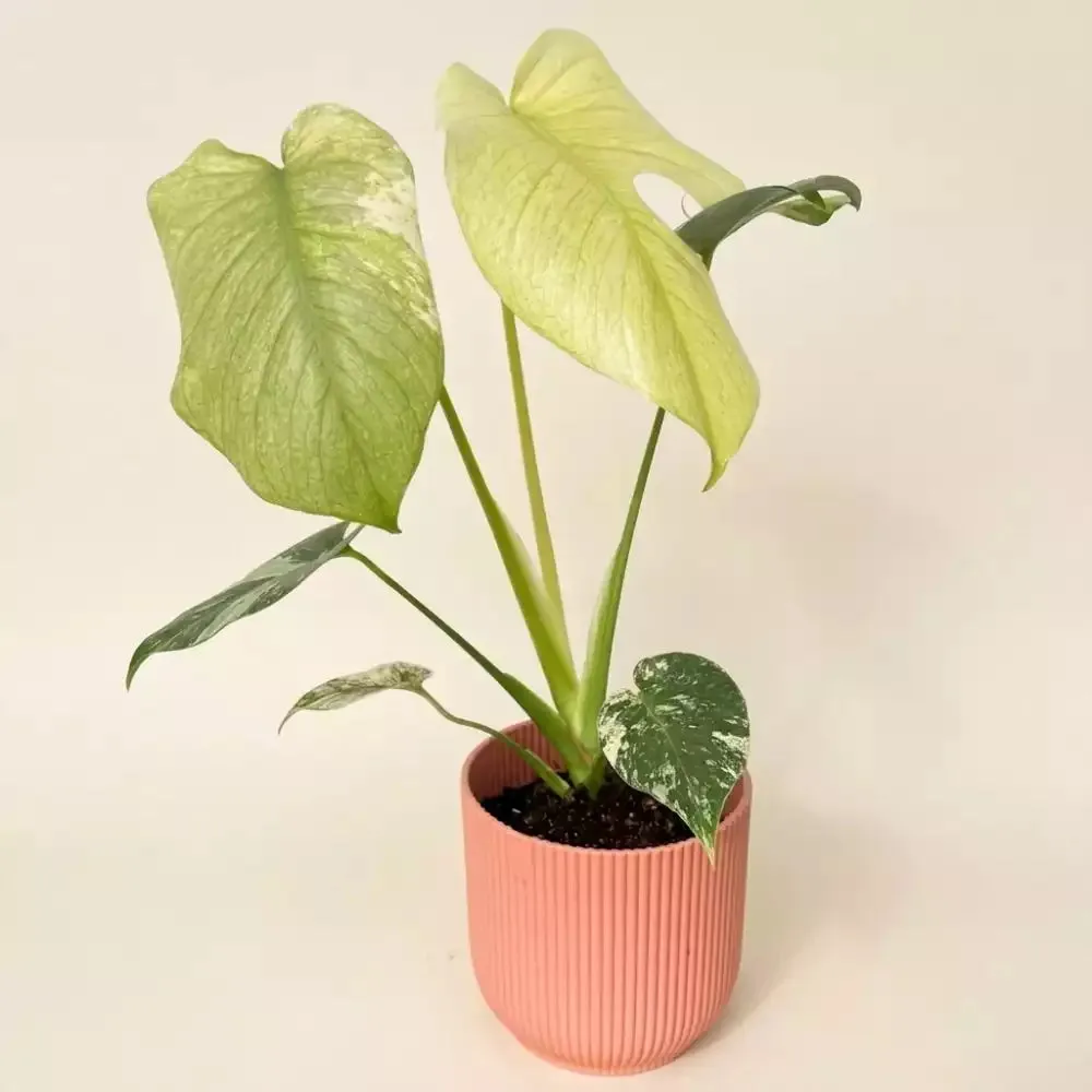 Plant and Stories Monstera Deliciosa Mint plante pot 9 cm panachée