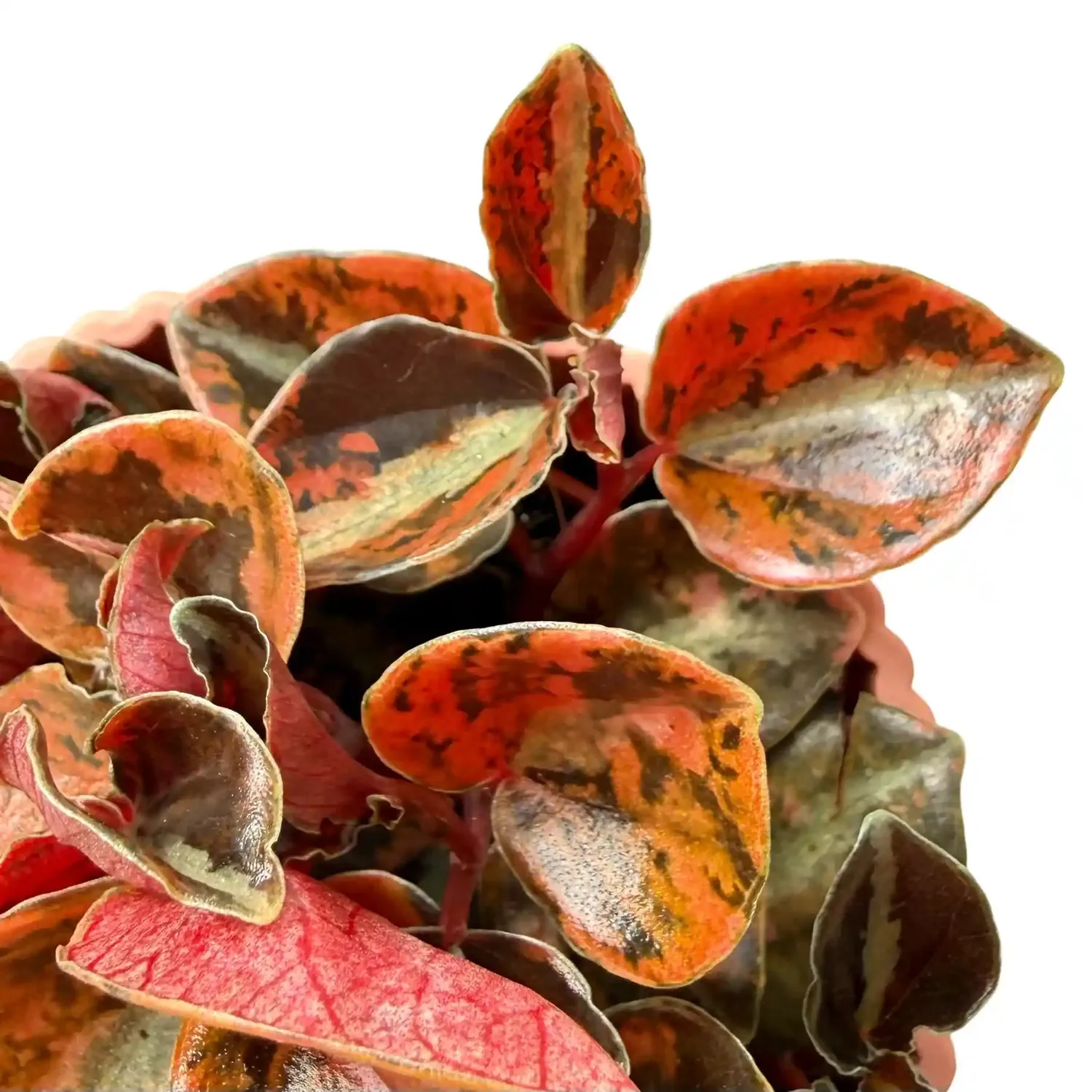 Plant and Stories Peperomia Crème Brûlée plante pot 7cm dorée