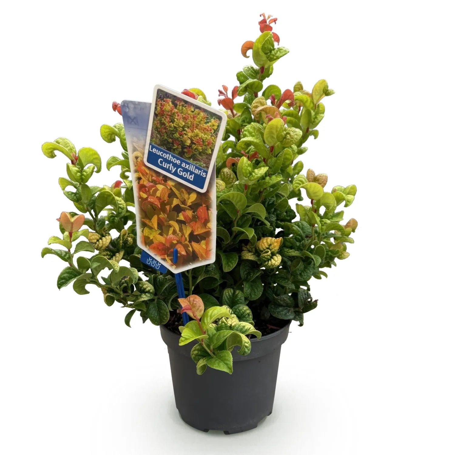 Plant and Stories Leucothoé Curly Gold arbuste 1 plant persistant