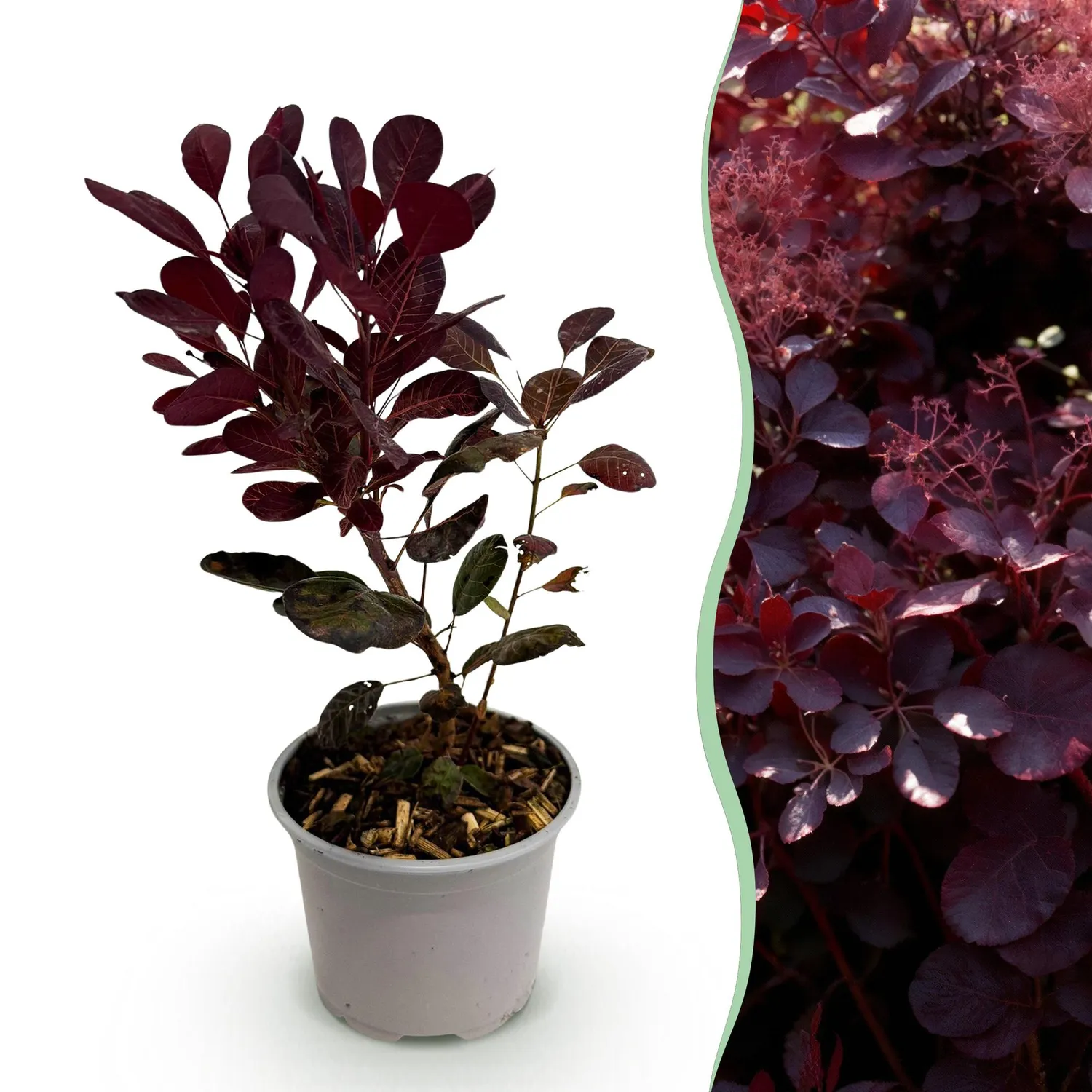Plant and Stories Lilla arbre à perruque pourpre pot 12 cm