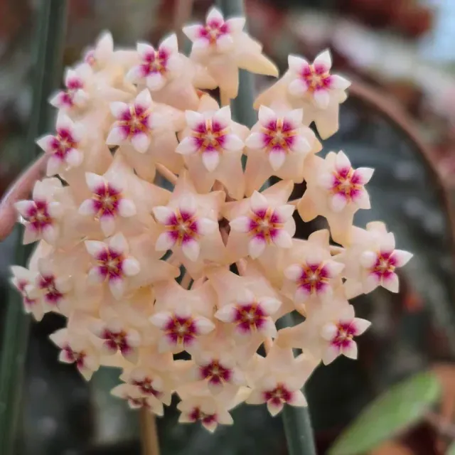 Plant and Stories hoya Parasitica Silver plante 10,5cm