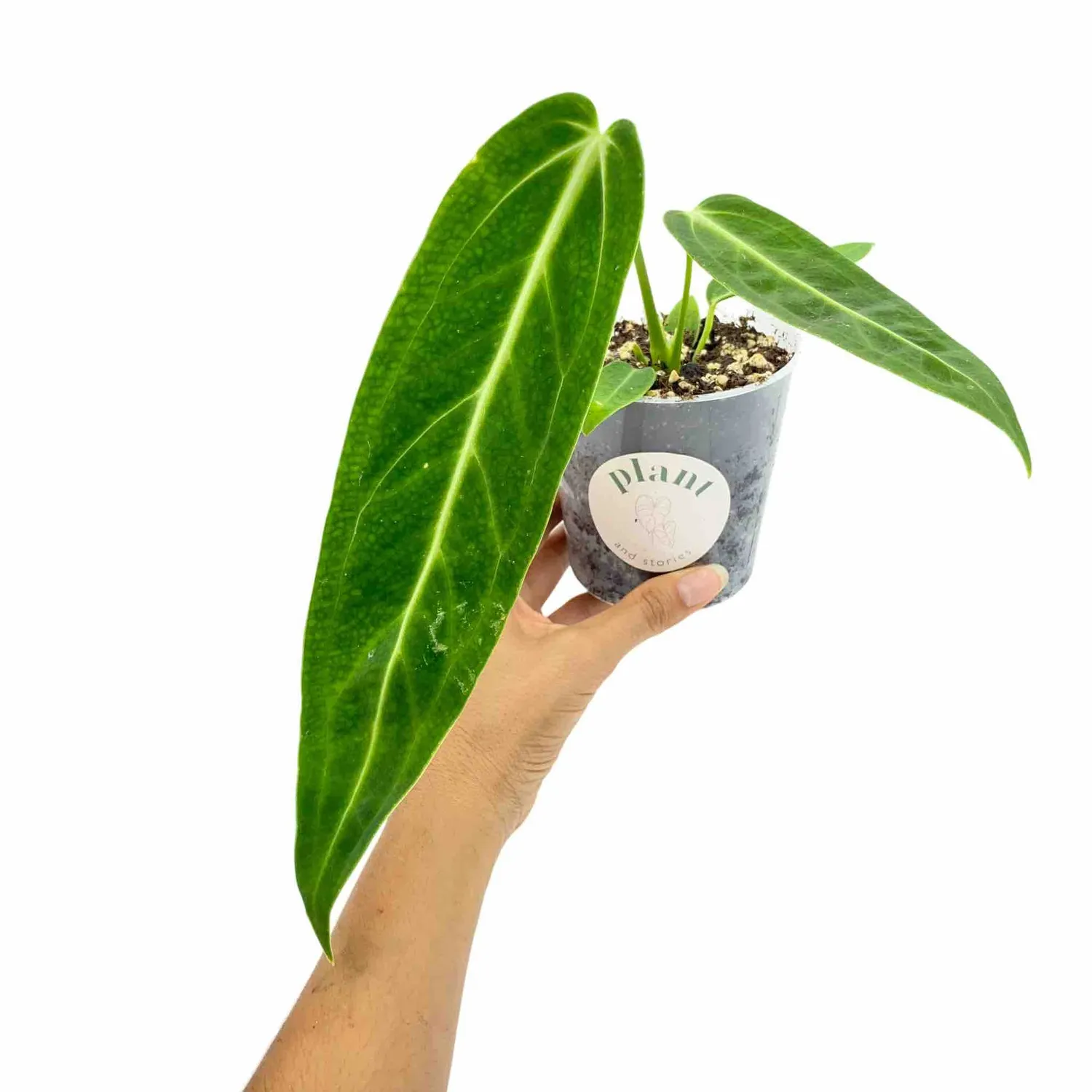 Plant and Stories Warocqueanum anthurium velours pot 6 cm