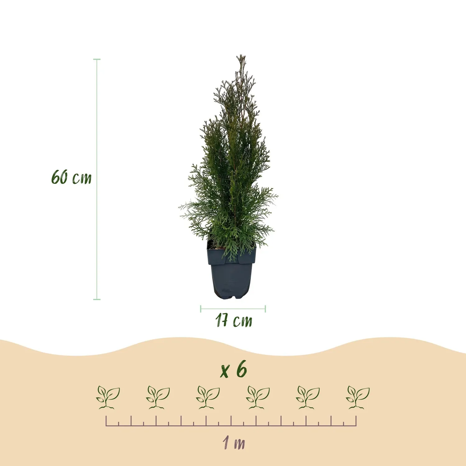 Plant and Stories Smaragd thuya haie lot 6 persistant