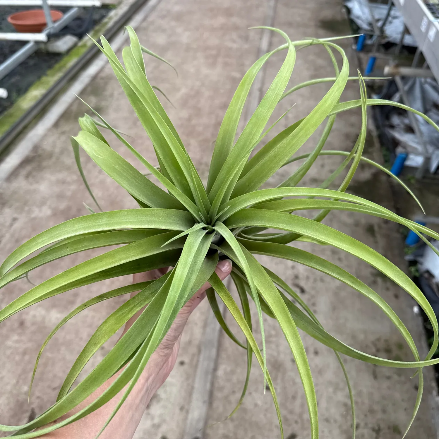 Airplantshop Tillandsia Capitata XXL plante aerienne 20 cm
