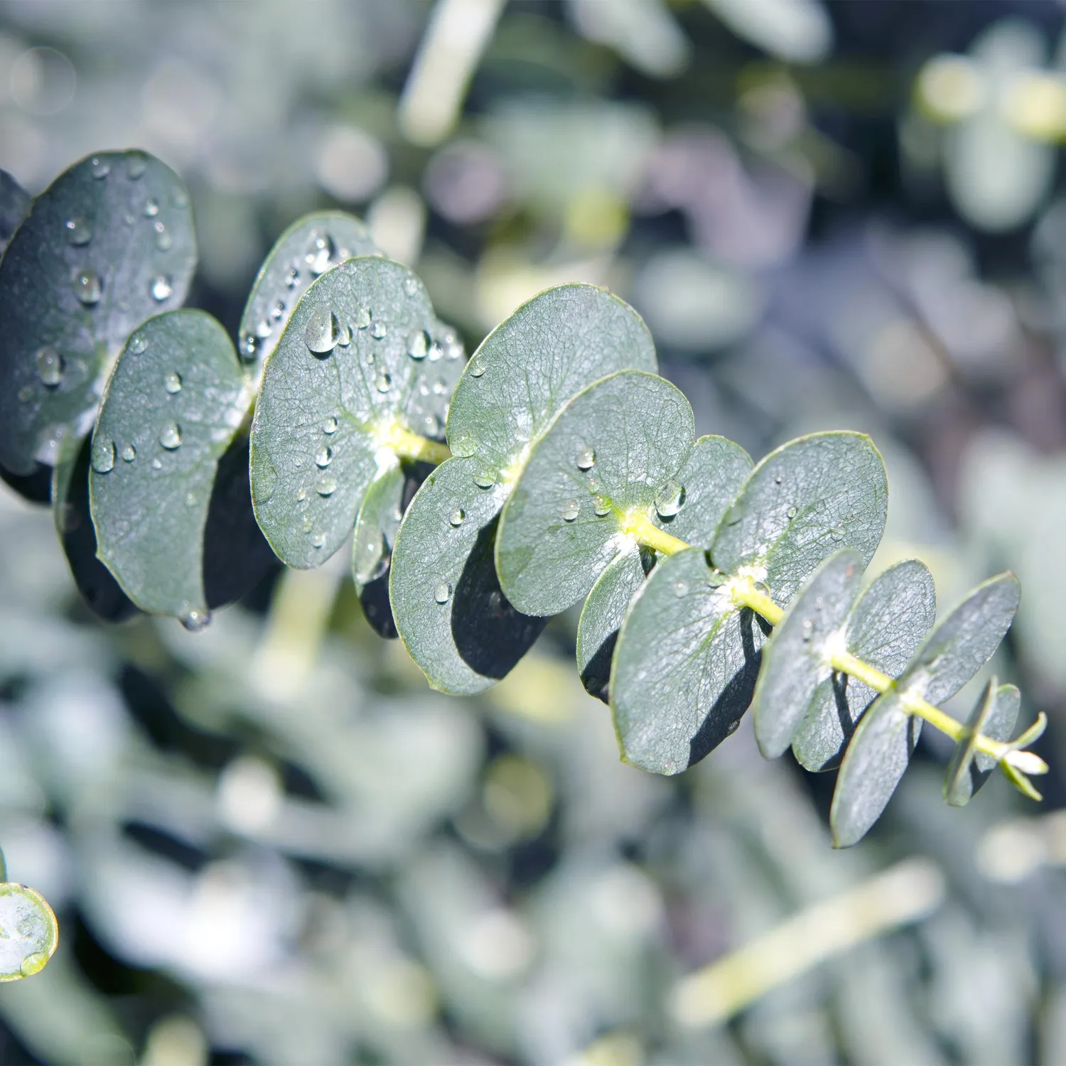 Plant and Stories eucalyptus Gunnii pot 17cm 2 plants bleu-vert