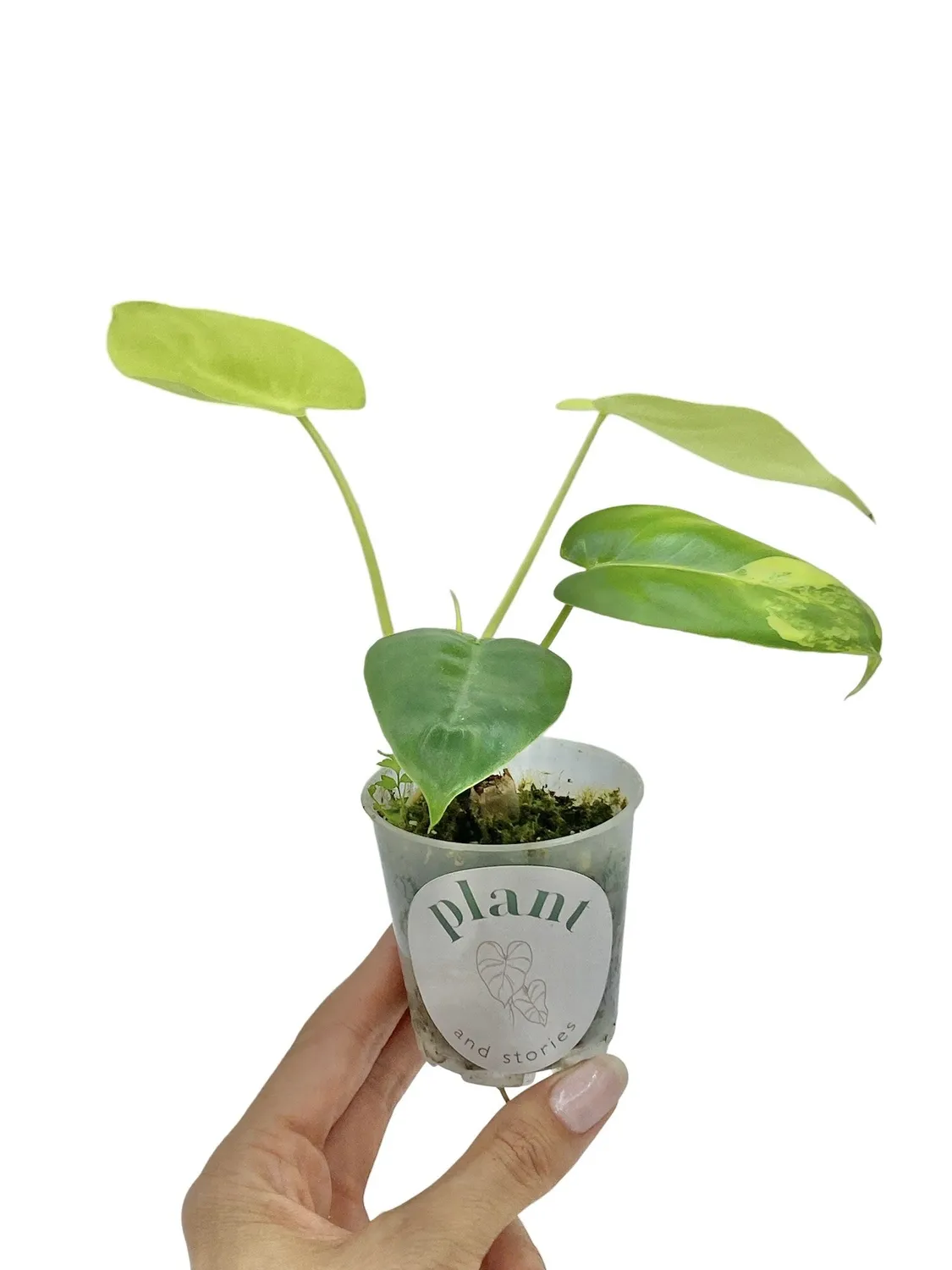 Plant and Stories Burle Marx philodendron panaché 6 cm crème