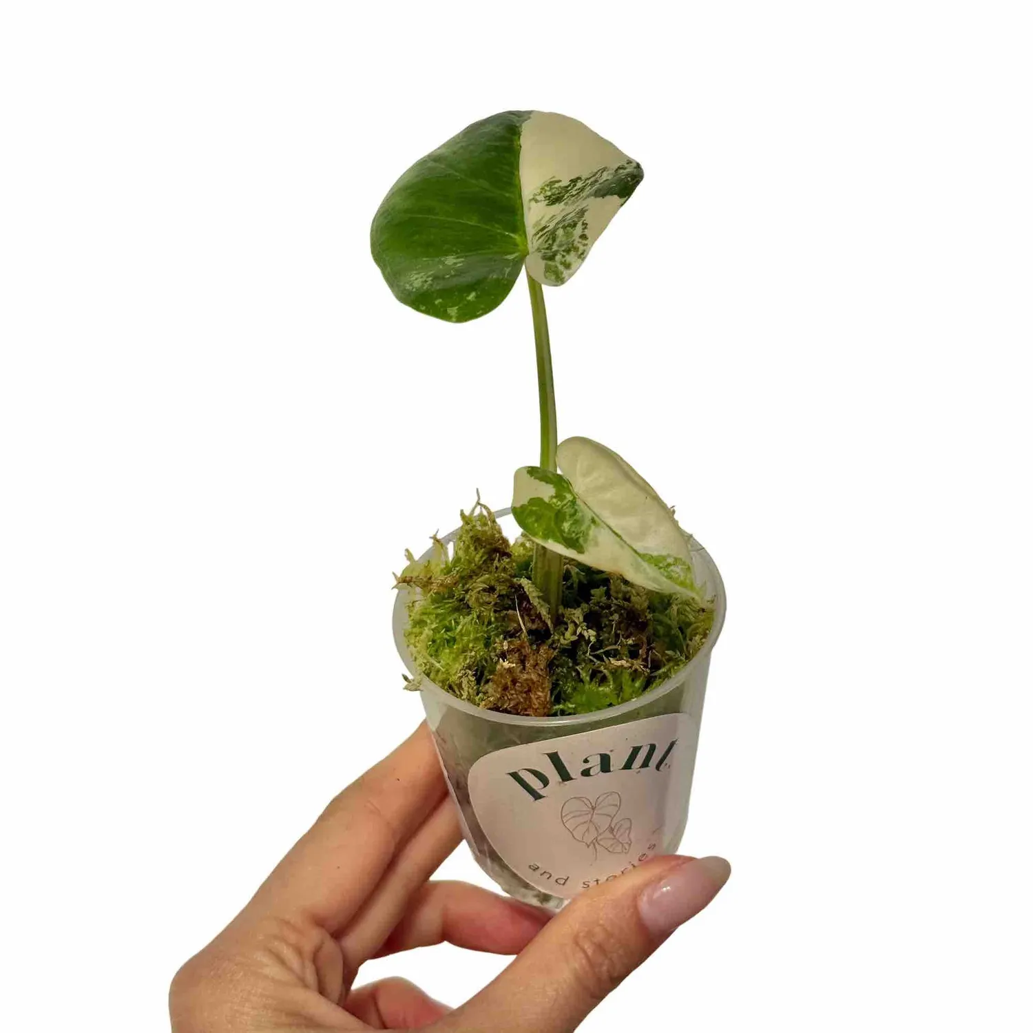 Plant and Stories Alocasia Macrorrhiza variegata plante pot 9cm