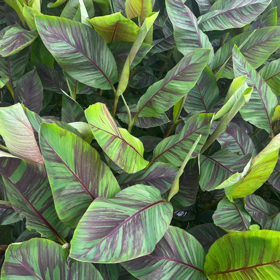 Plant and Stories Ever Red bananier pourpre 2 plants pot 15 cm