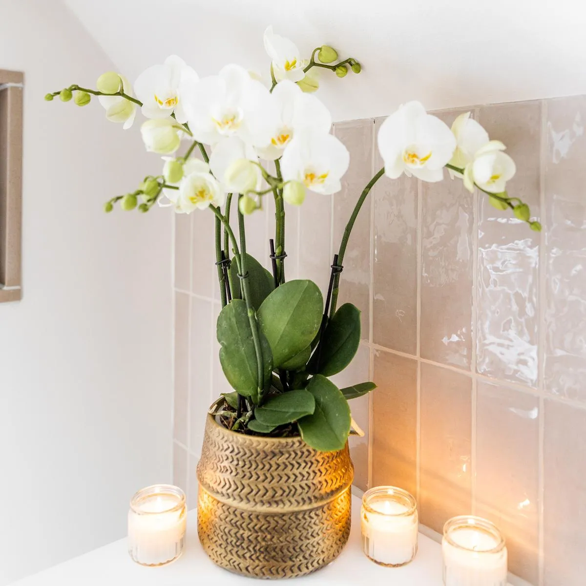 Plant and Stories Phalaenopsis Jewel Ghent orchidée blanche pot 12 cm doré
