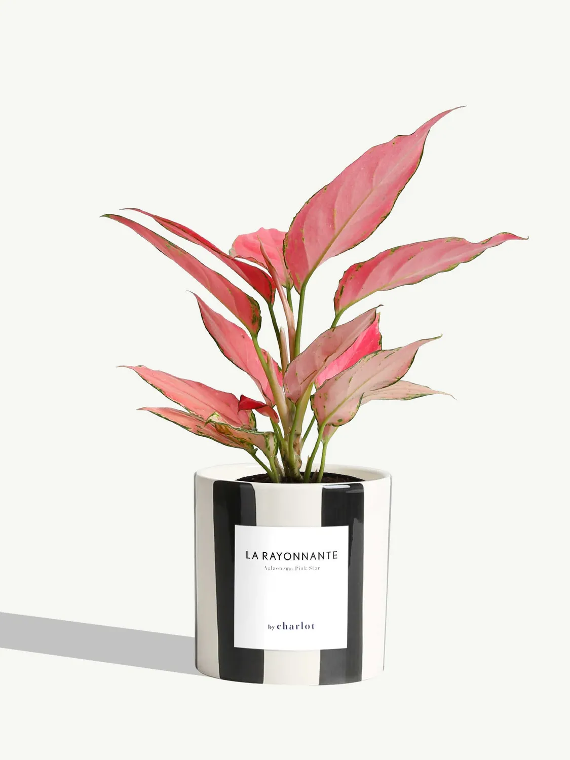 By Charlot La Rayonnante plante pot S aglaonema rose