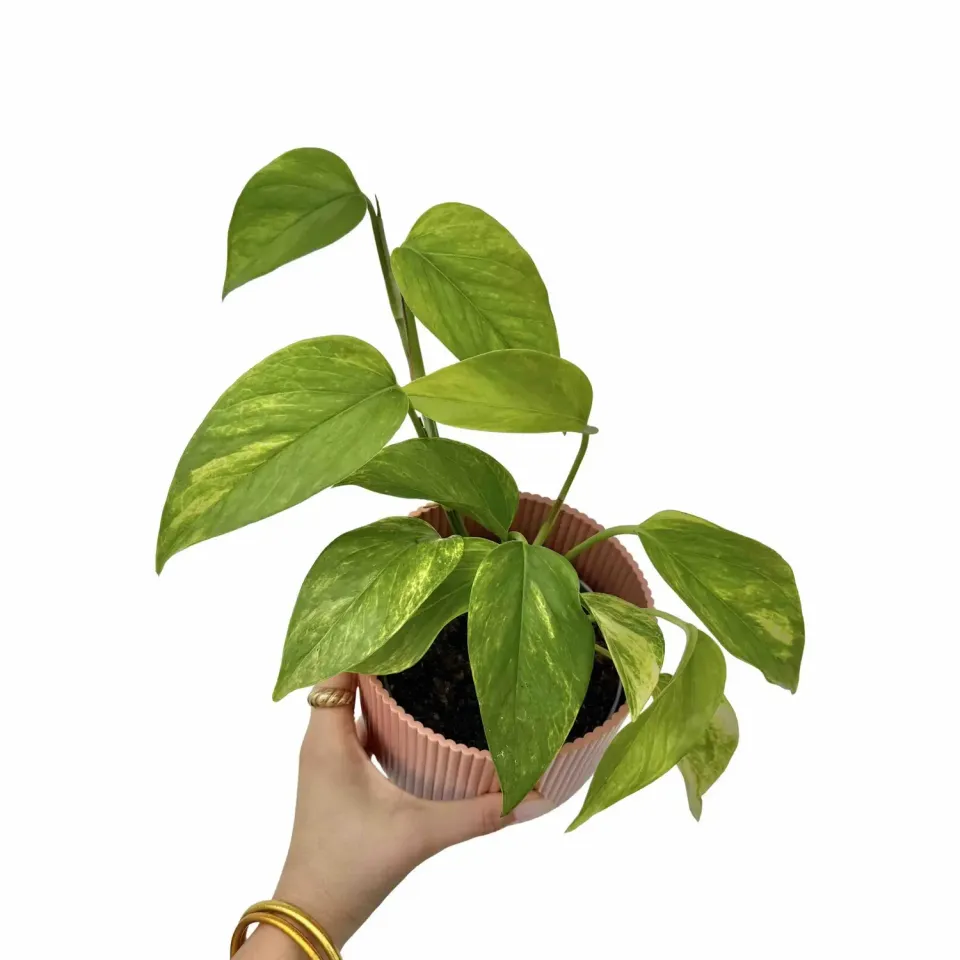 Plant and Stories Neon Queen pothos chartreuse pot 12cm