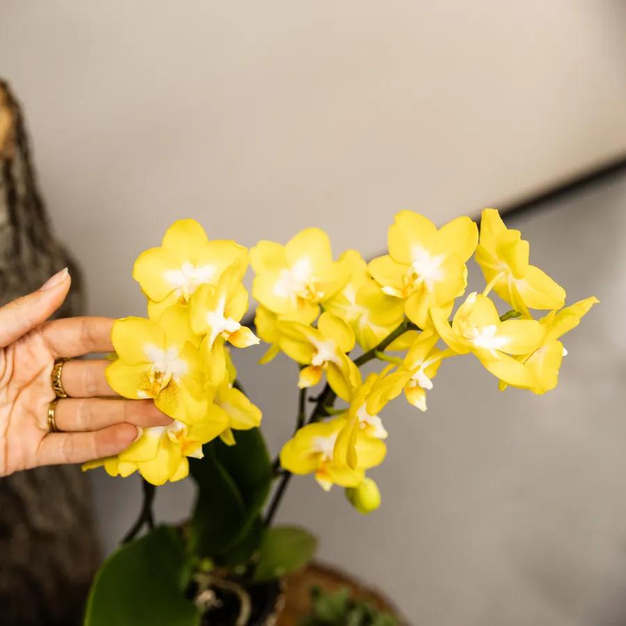Plant and Stories Orchidée Phalaenopsis Albenga jaune set 2 pots 9cm
