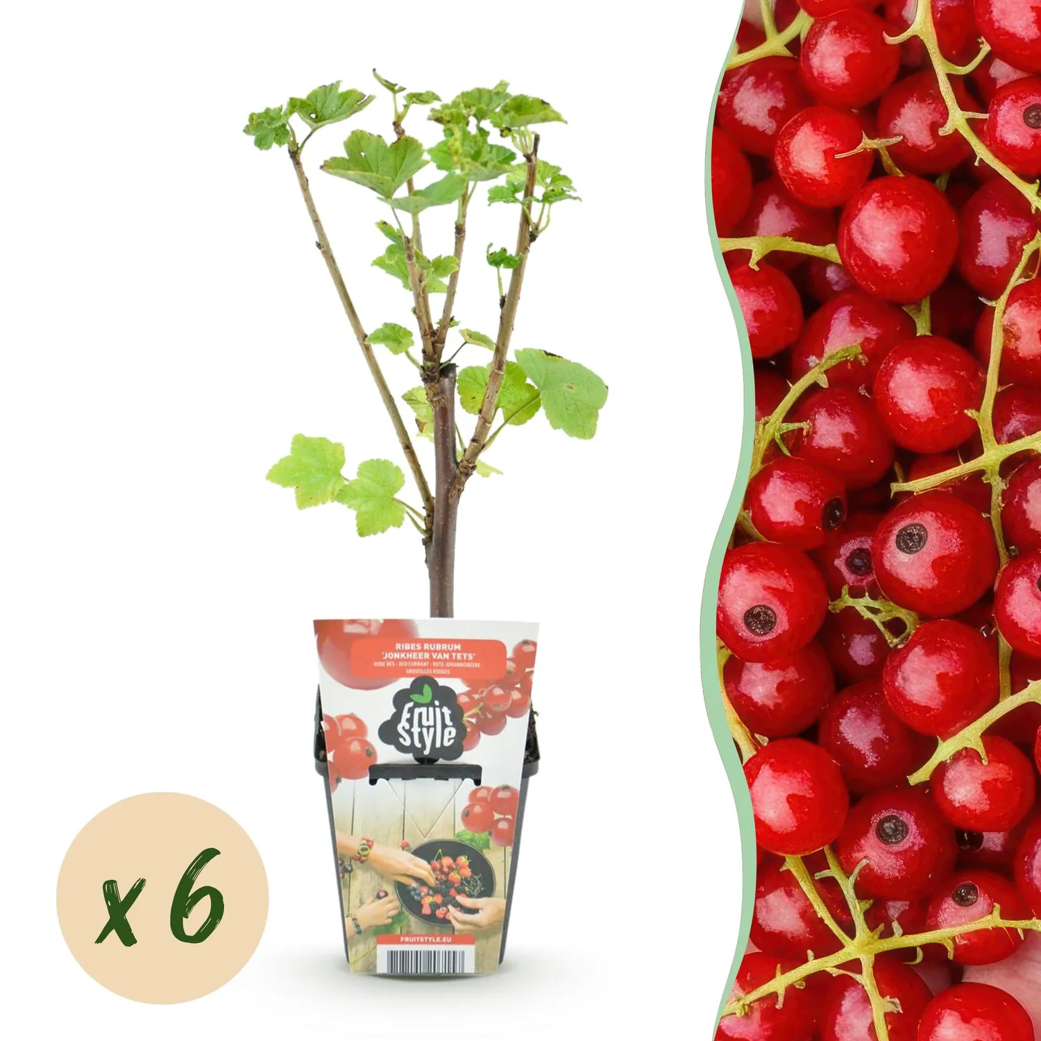 Plant and Stories Jonkheer van Tets groseillier 3 plants rustique