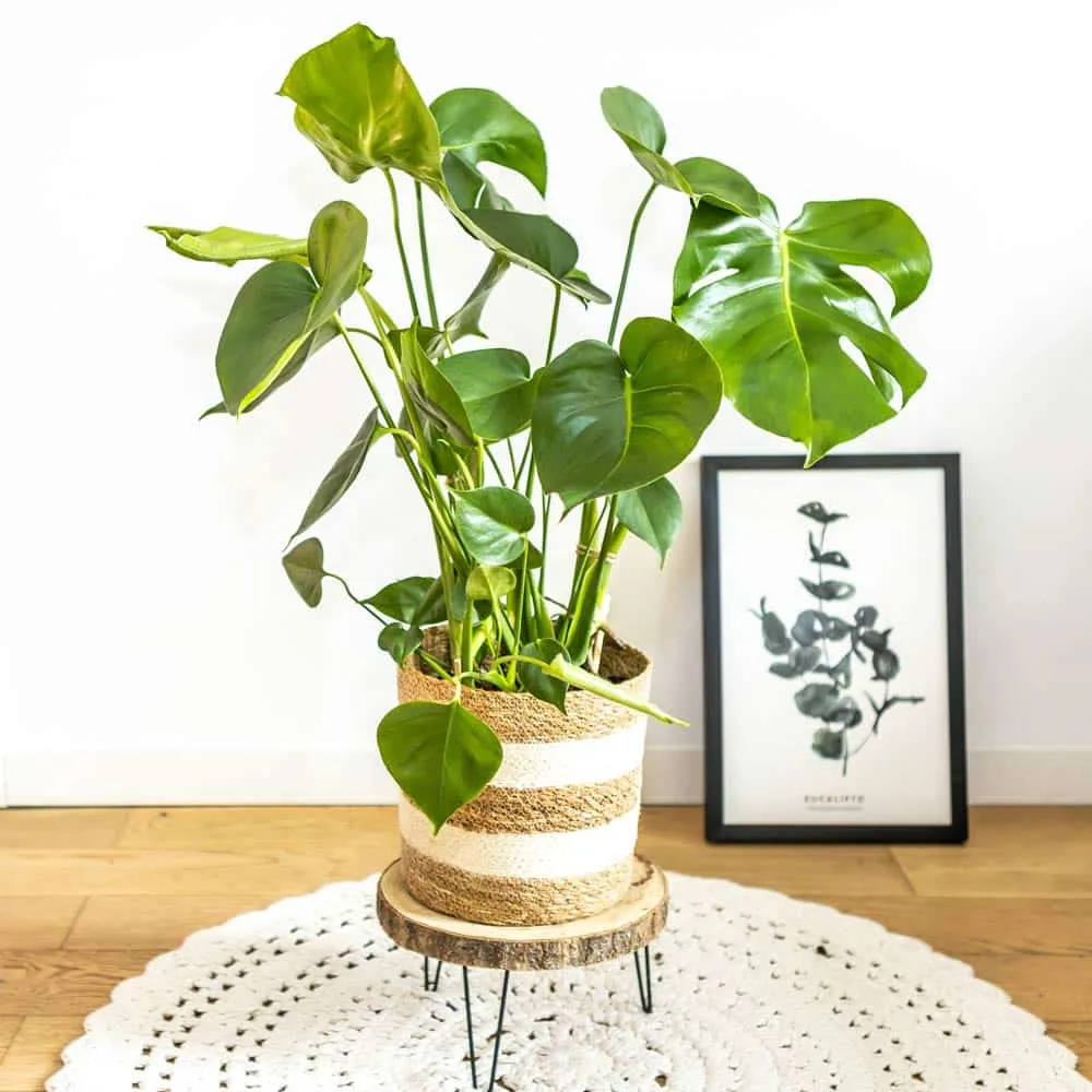 Réconciliation Végétale Louise Monstera Deliciosa plante d'intérieur