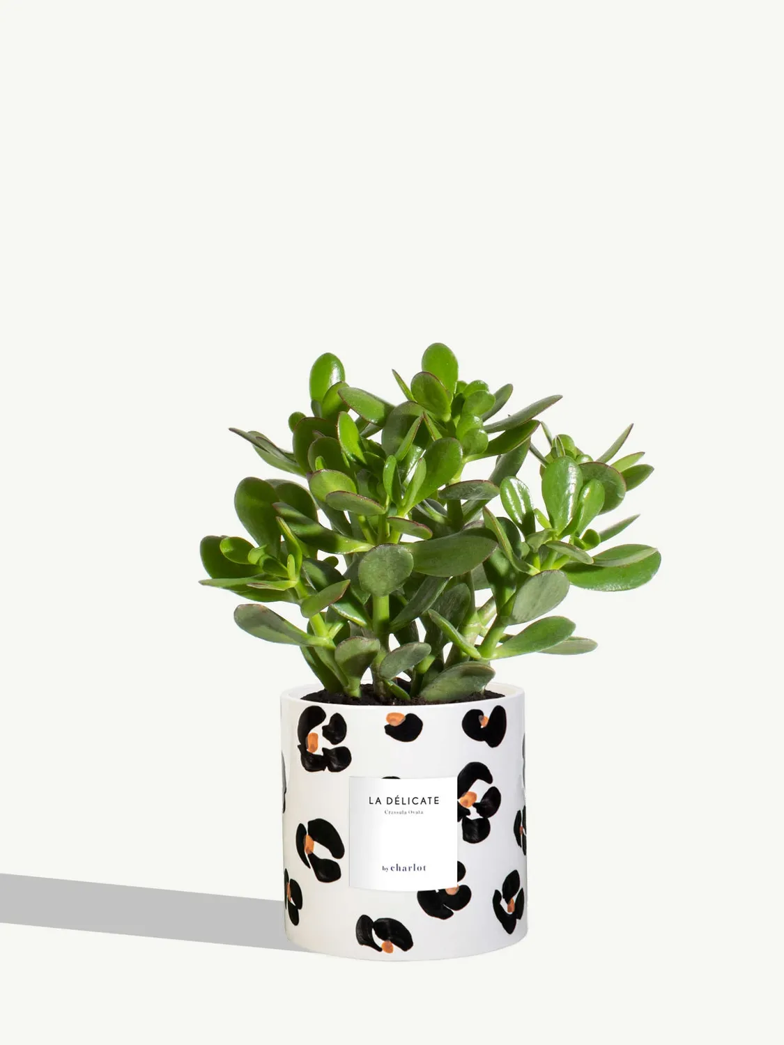 By Charlot La Délicate succulente pot M Crassula