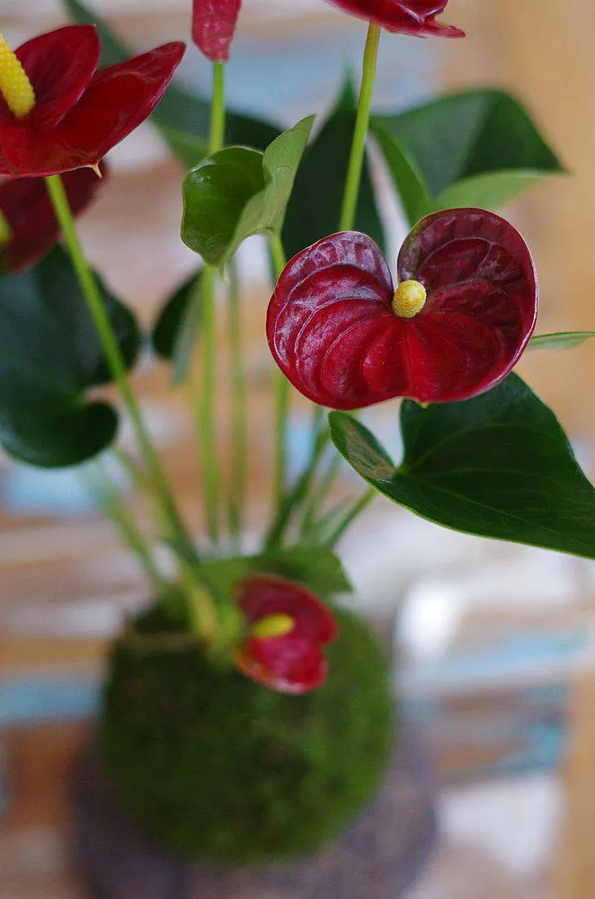 Aquaphyte Gatun Aka Ichi kokedama anthurium rouge fleuri