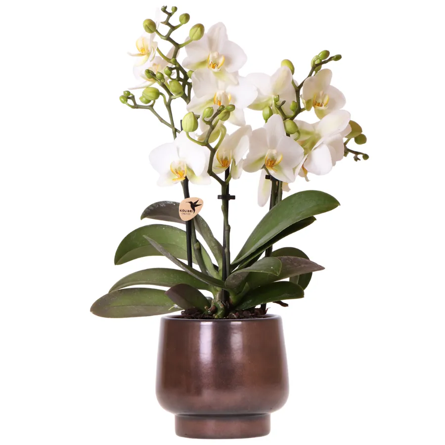 Plant and Stories Phalaenopsis Lausanne orchidée blanche pot 9 cm