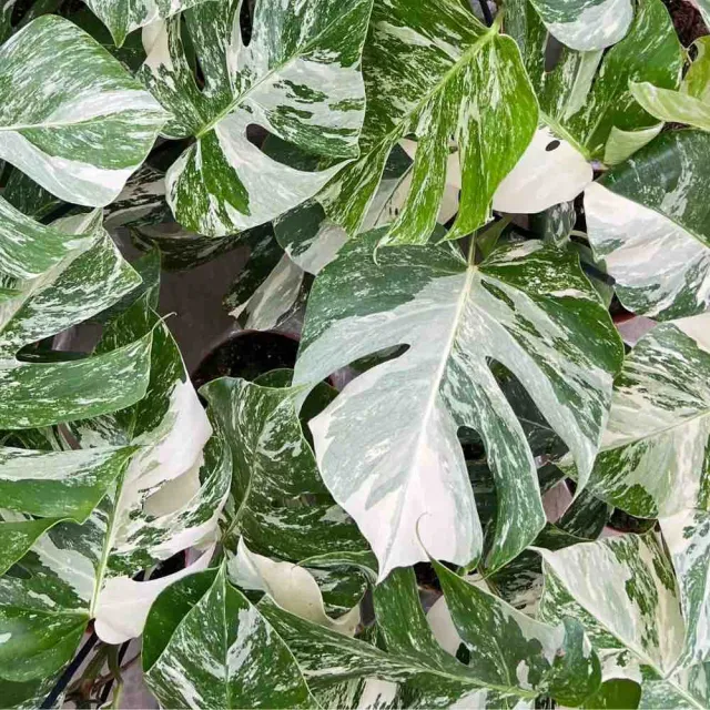 Plant and Stories Monstera Variegata plante pot 15 cm panachée