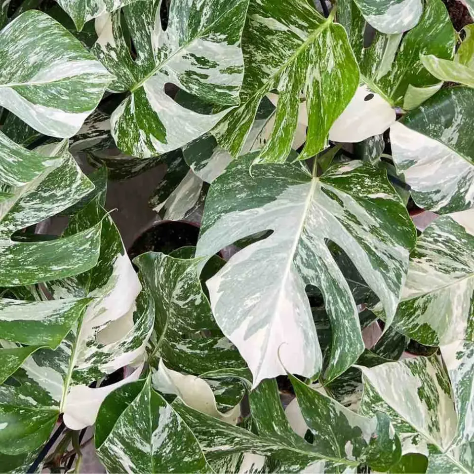 Plant and Stories Monstera Variegata plante pot 15 cm panachée