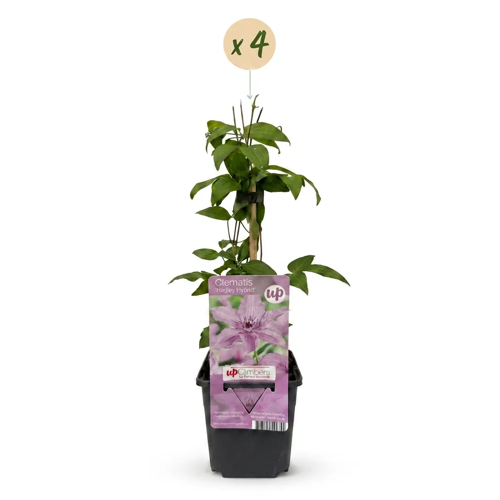 Plant and Stories Clématite Hagley Hybrid grimpante 4 plants rose