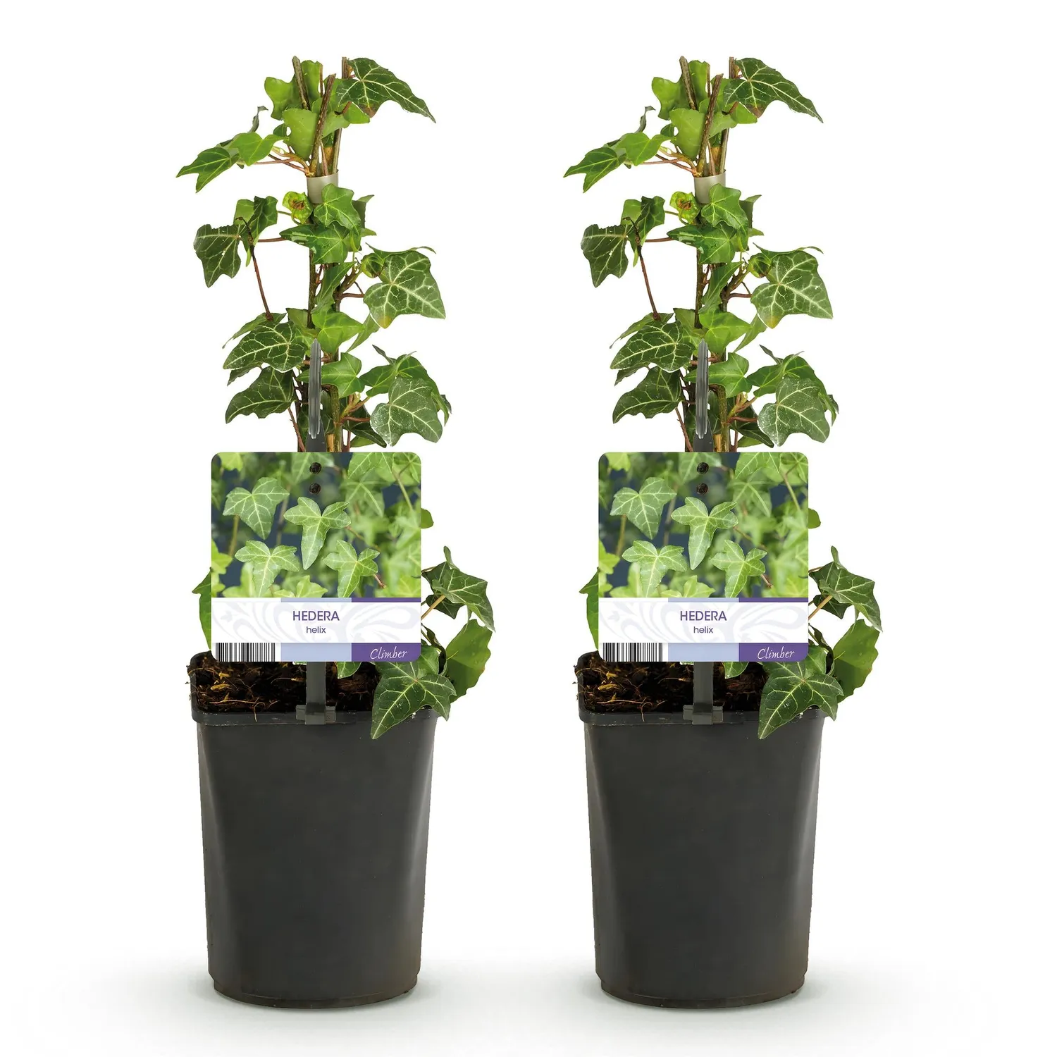 Plant and Stories Glacier lierre grimpant lot 2 ombre