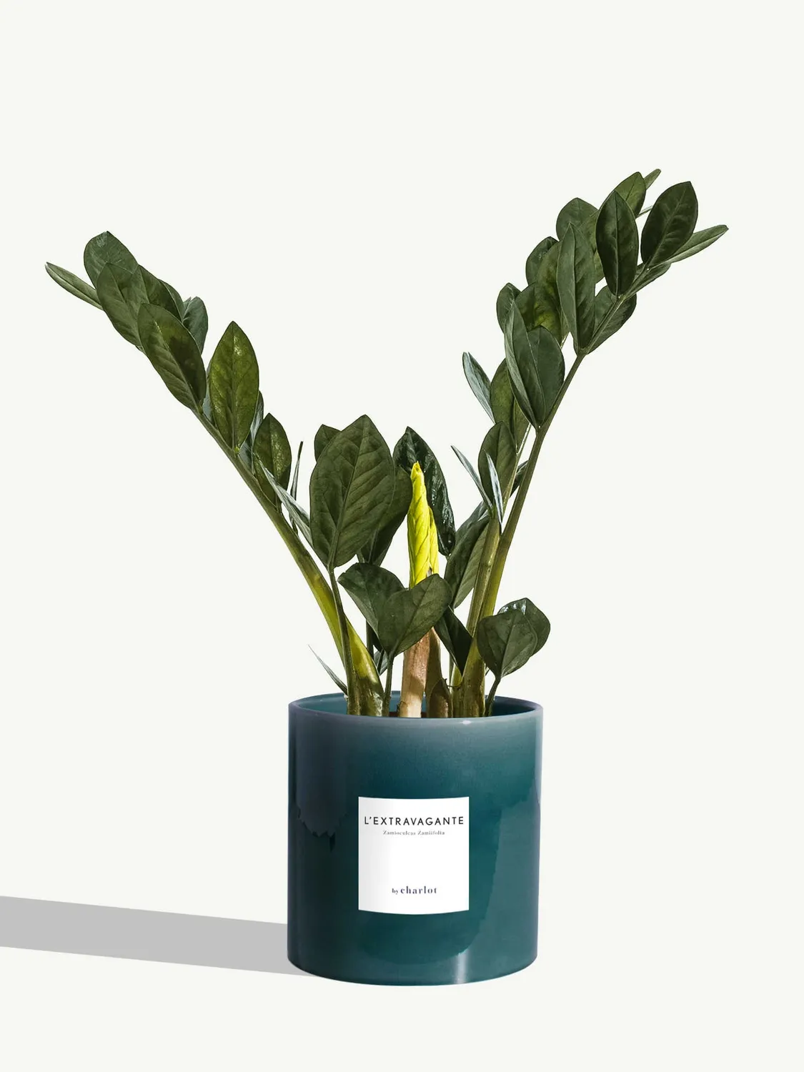 By Charlot L’Extravagante plante verte 50 cm pot 14 cm