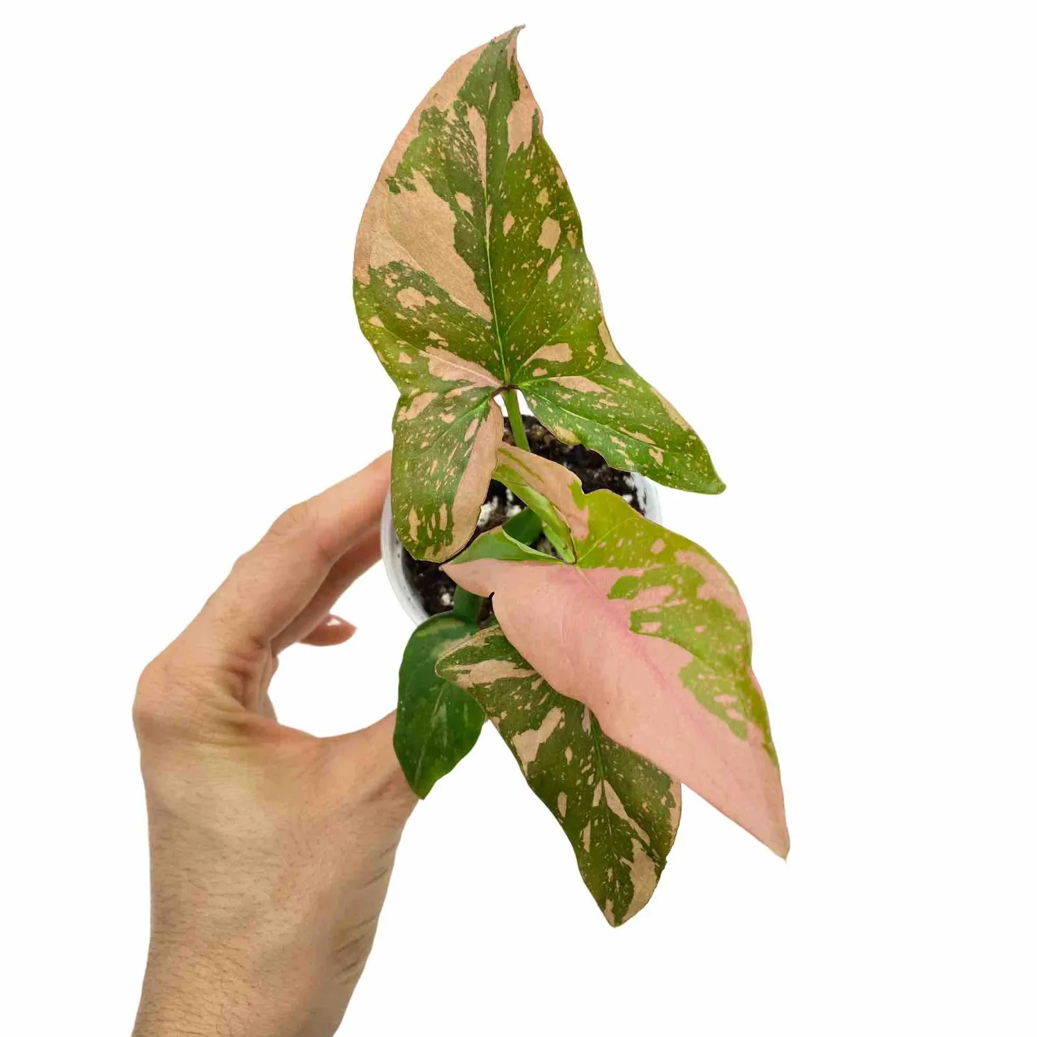 PLANT AND STORIES Syngonium Red Spot plante pot 6 cm rose