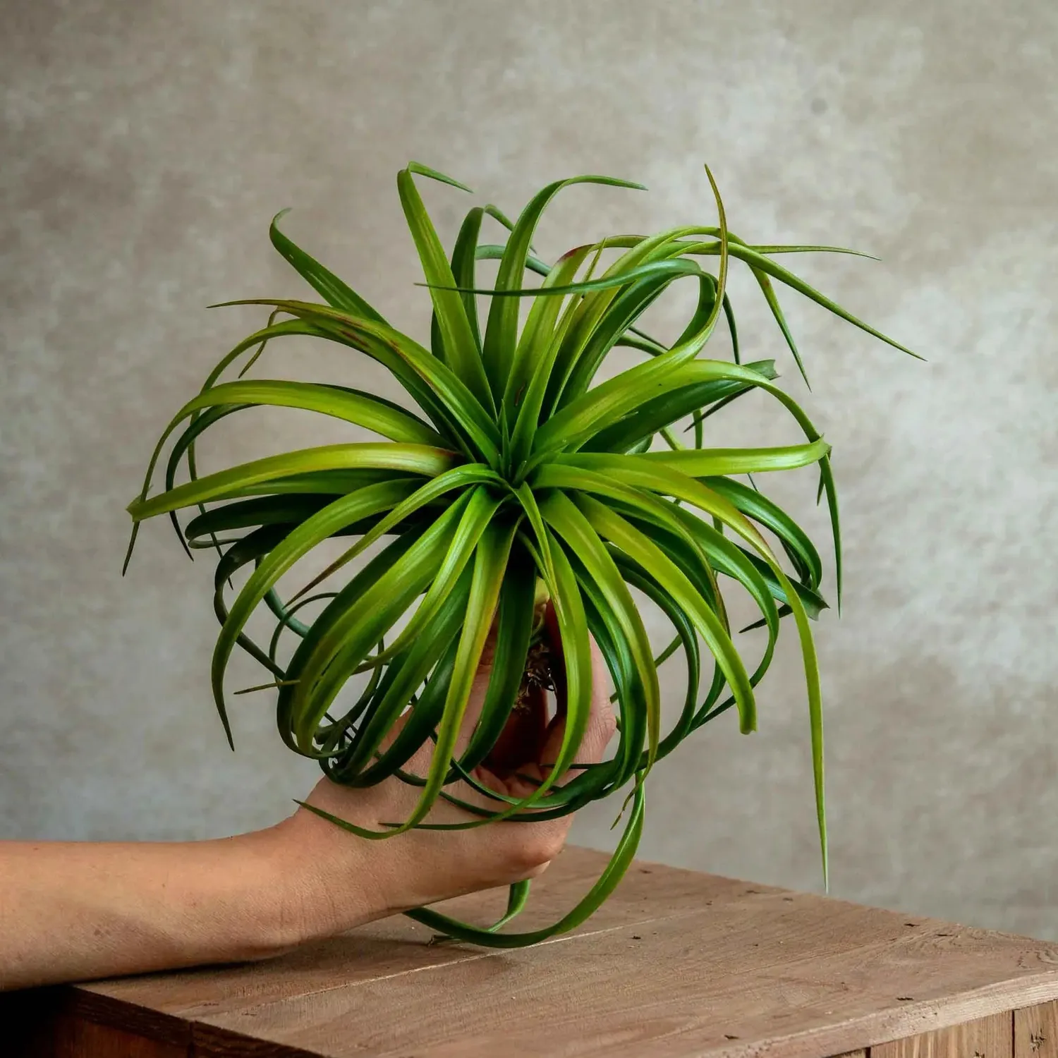 Airplantshop Capitata Red tillandsia XL rouge