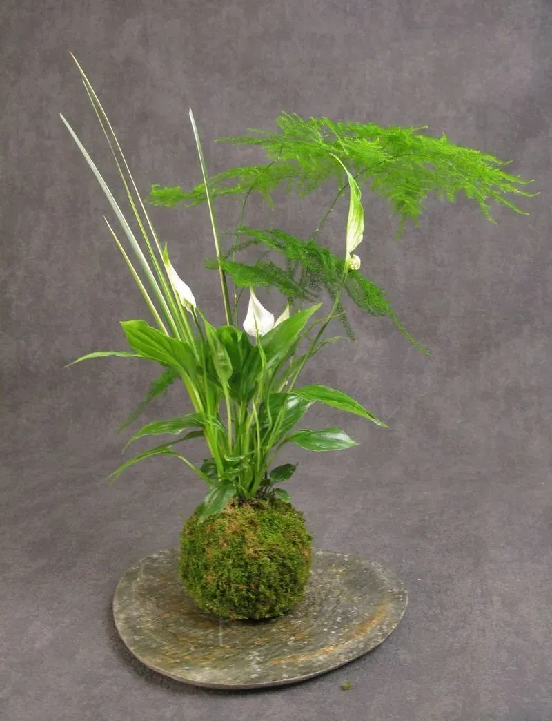 Aquaphyte Talamanca kokedama spathiphyllum duo
