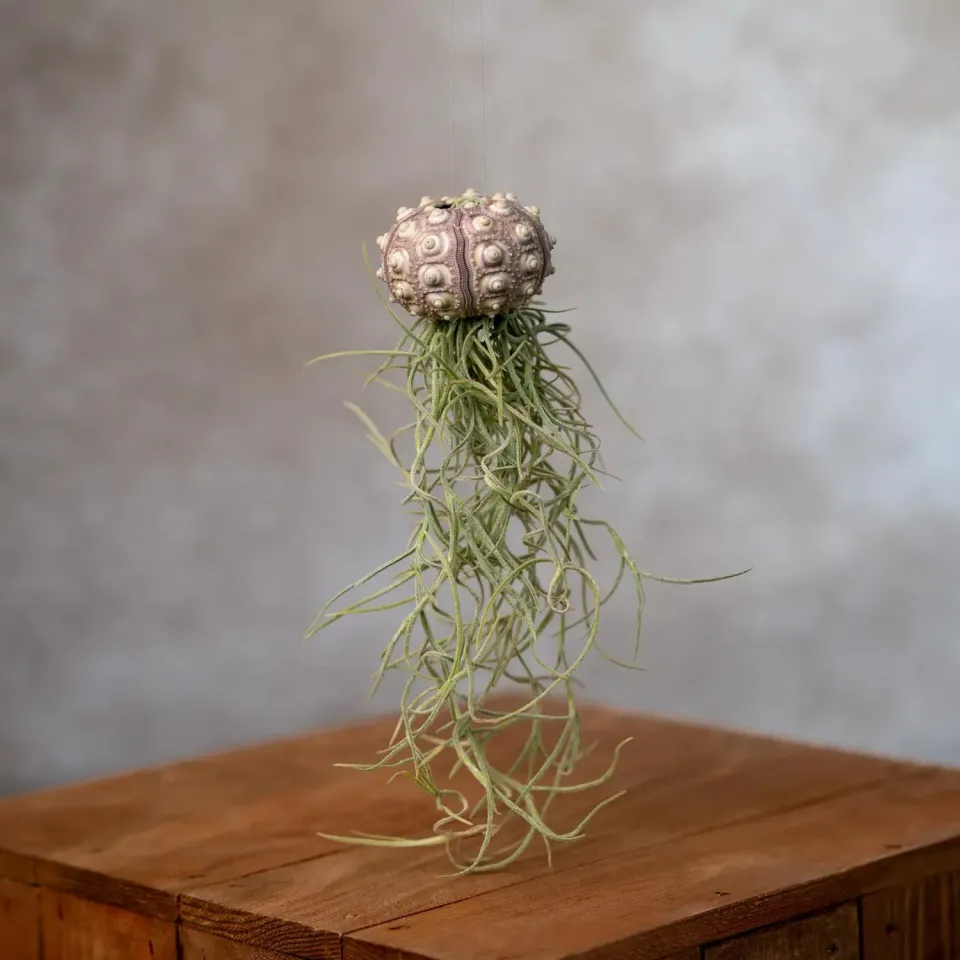 Airplantshop Jellyfish Spoetnik mousse espagnole 5 cm