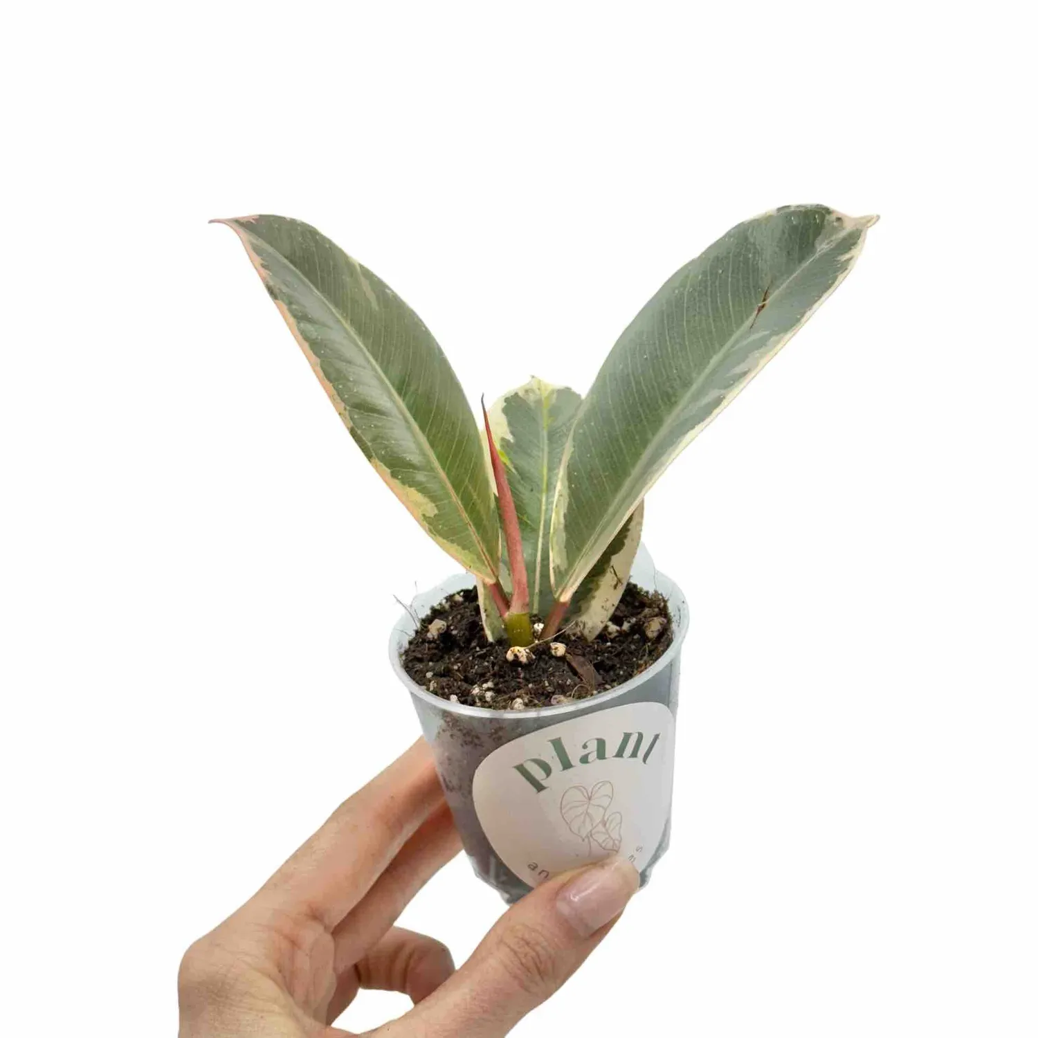 Plant and Stories Ficus Elastica Tineke plante pot 12 cm panaché