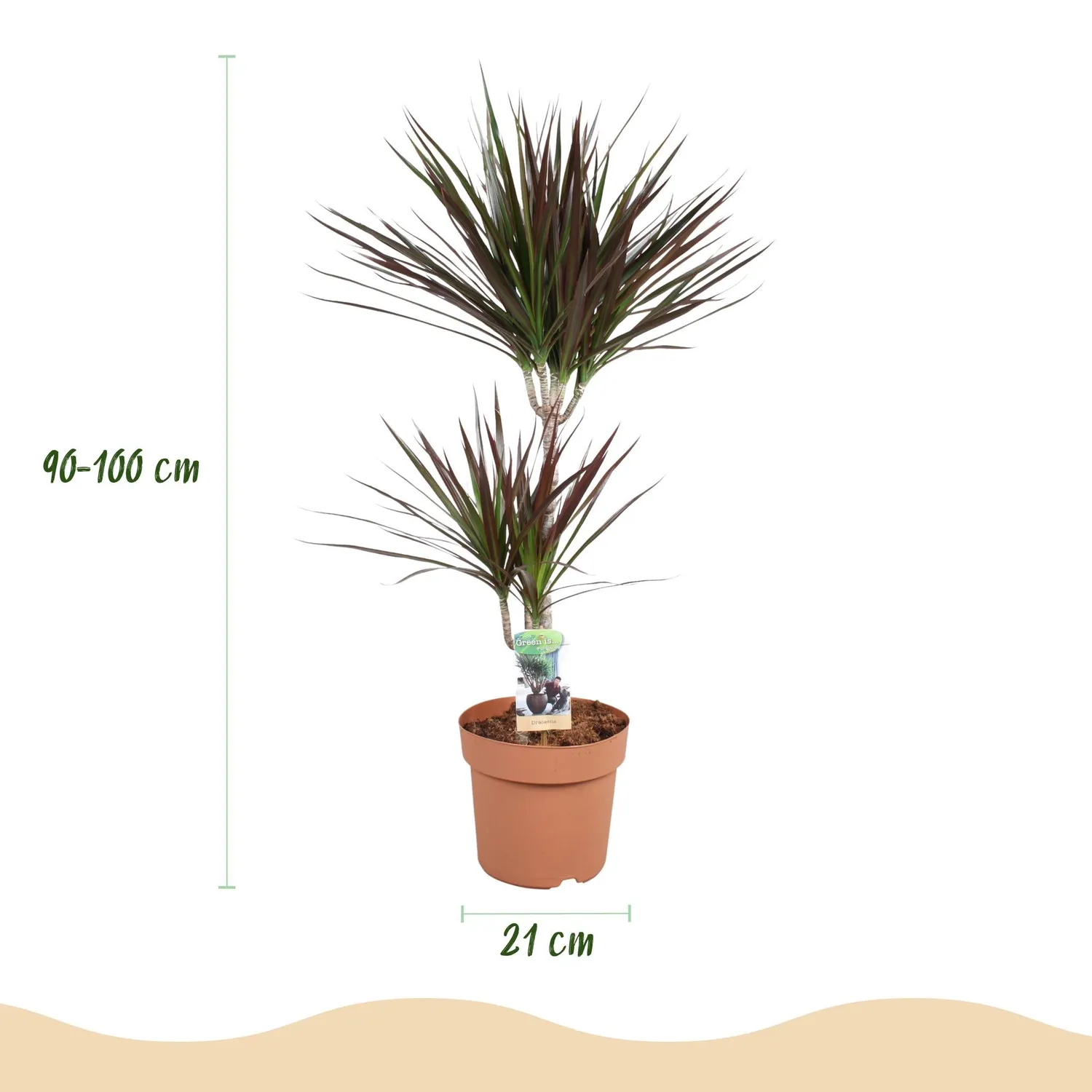 Plant and Stories Dracaena Magenta dragonnier pot 17 cm bordeaux