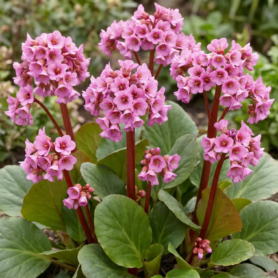 Plant and Stories Bergenia cordifolia vivace ombre 6 plants 25 cm